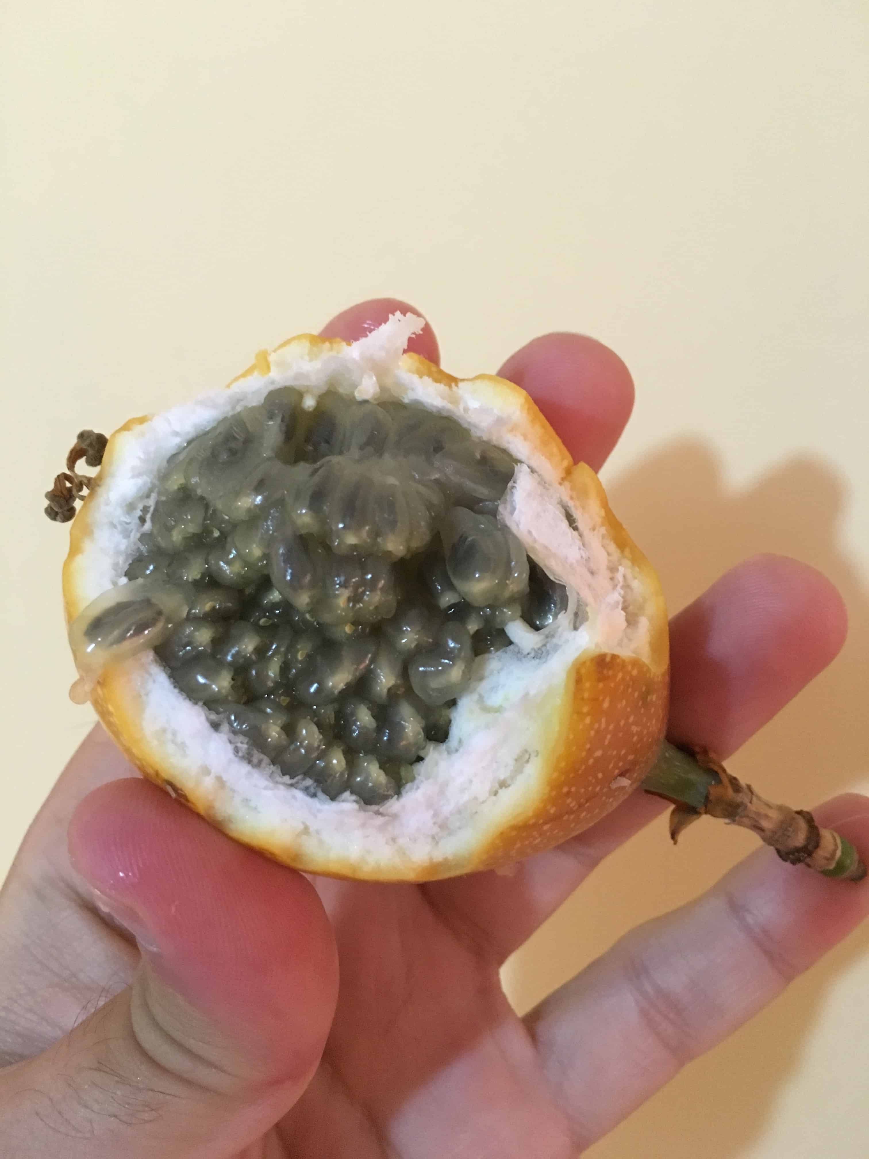 Granadilla Fruit in Colombia