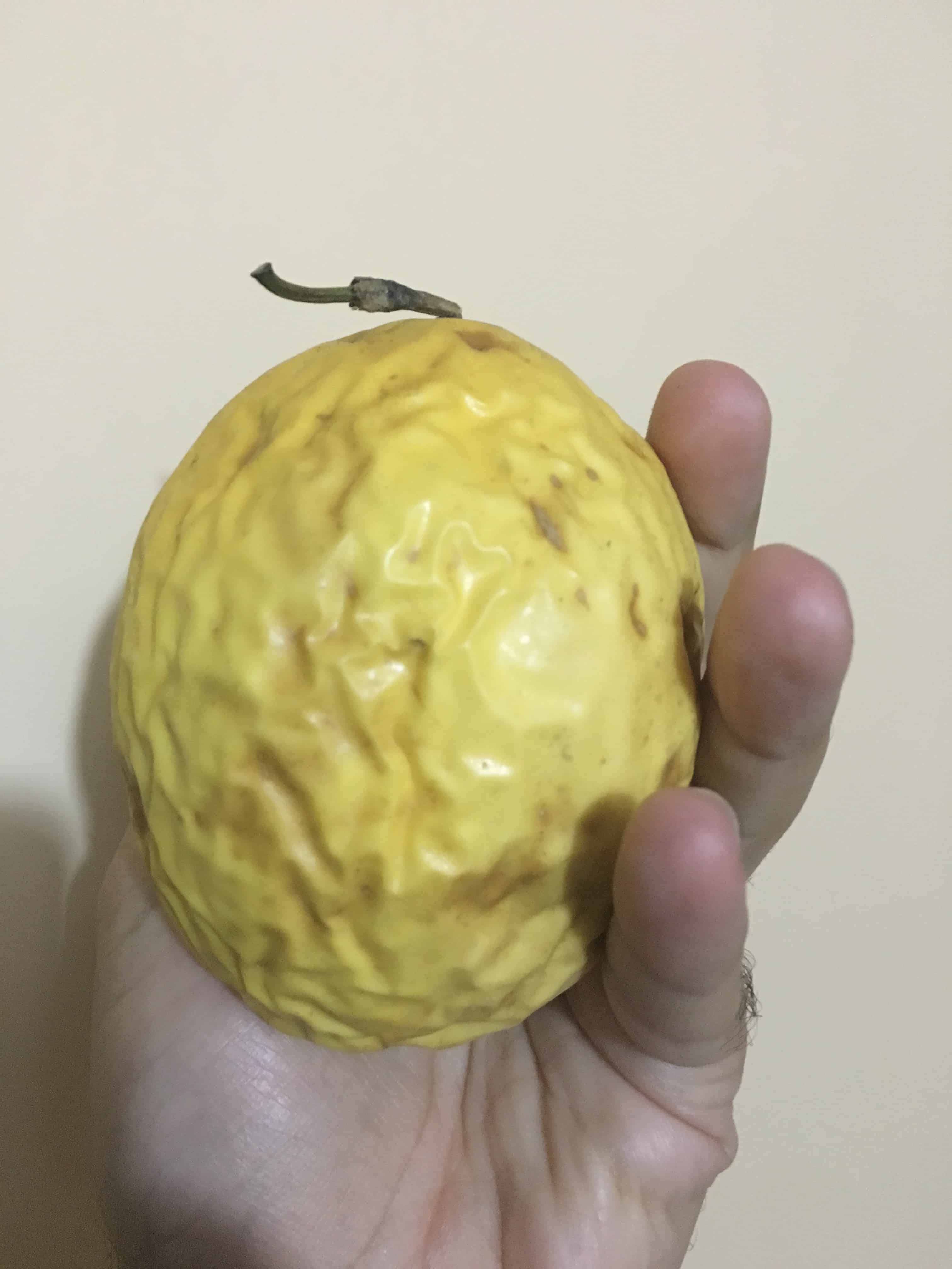 Maracuyá Fruit in Colombia