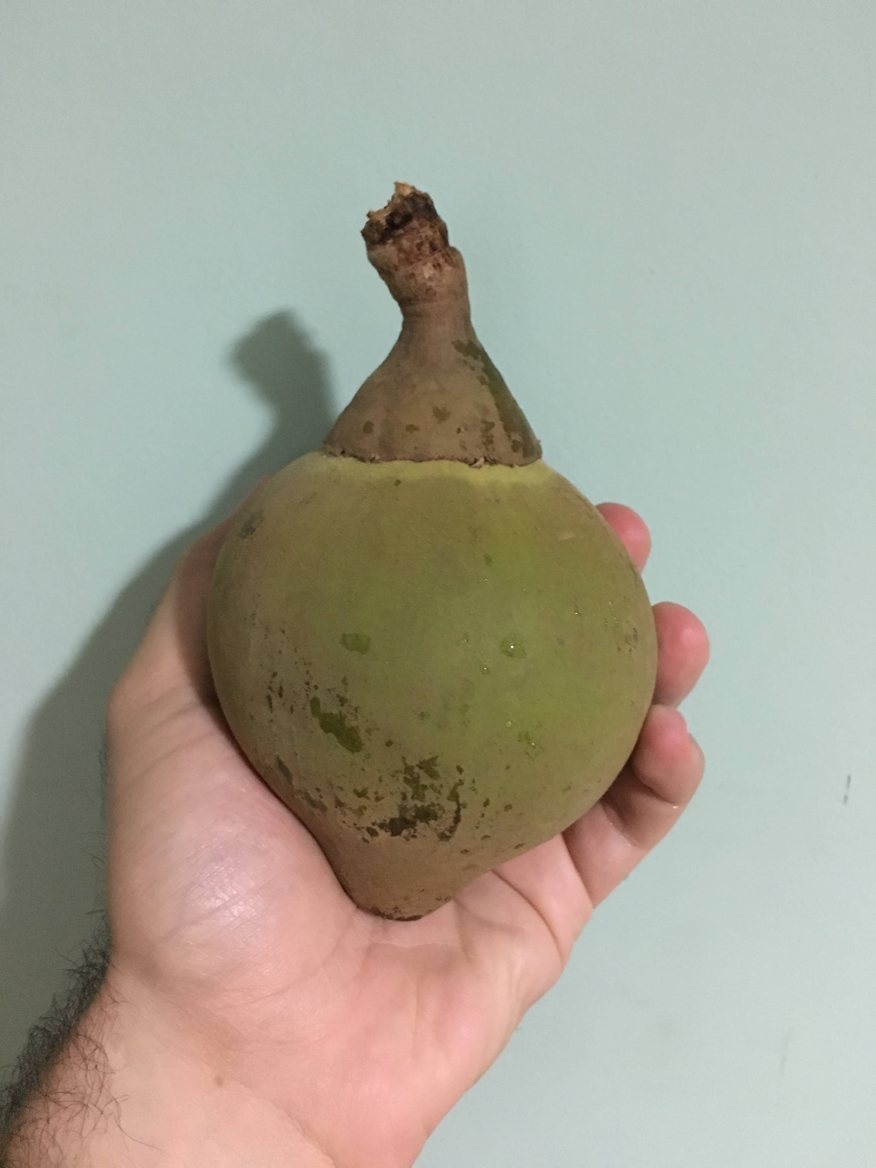 Sapote Fruit in Colombia