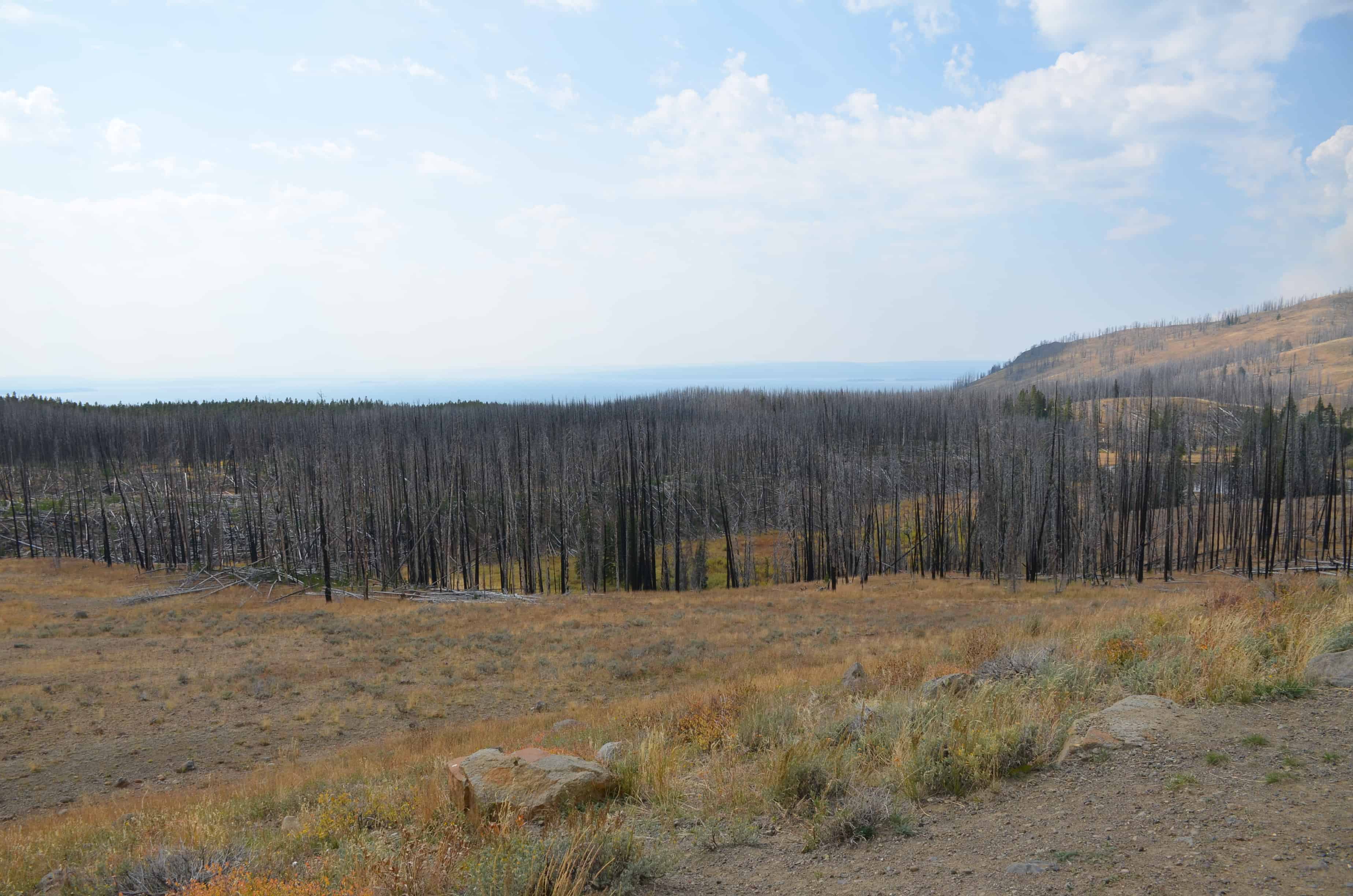 Forest fire aftermath in Yellowstone National Park