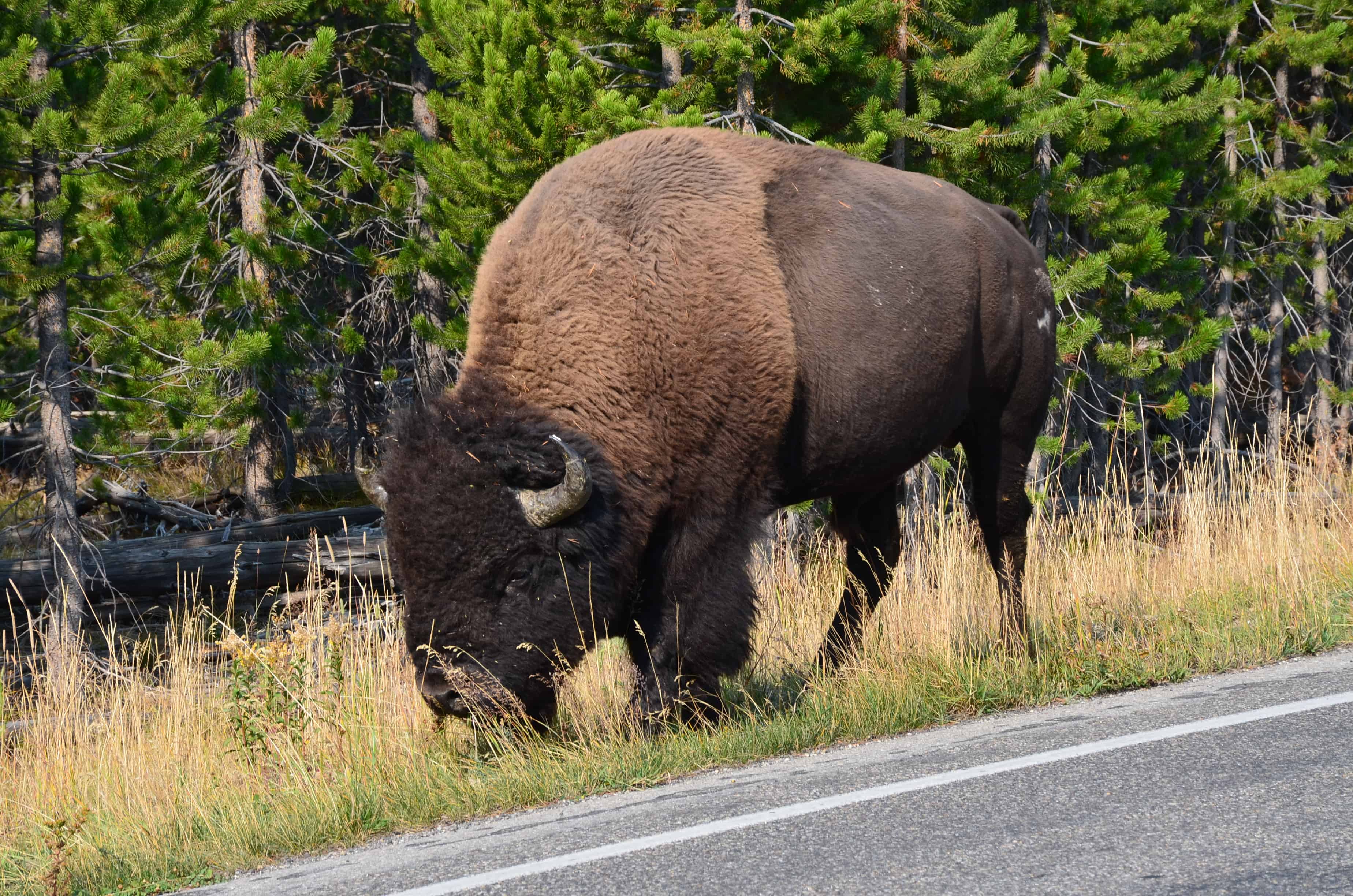 Bison at Yellowstone National Park, Wyoming