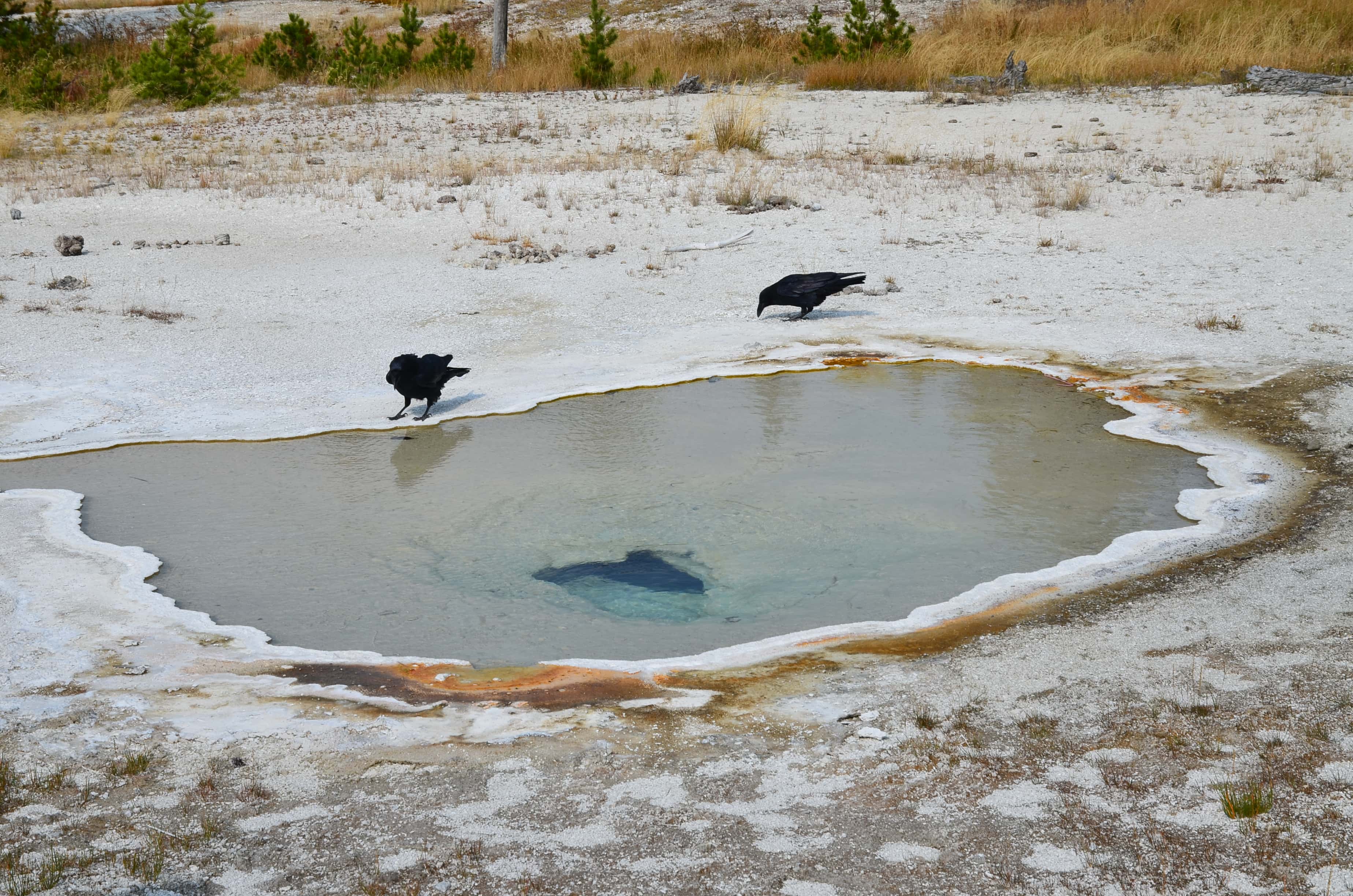 Pendant Spring on Geyser Hill at the Upper Geyser Basin in Yellowstone National Park, Wyoming
