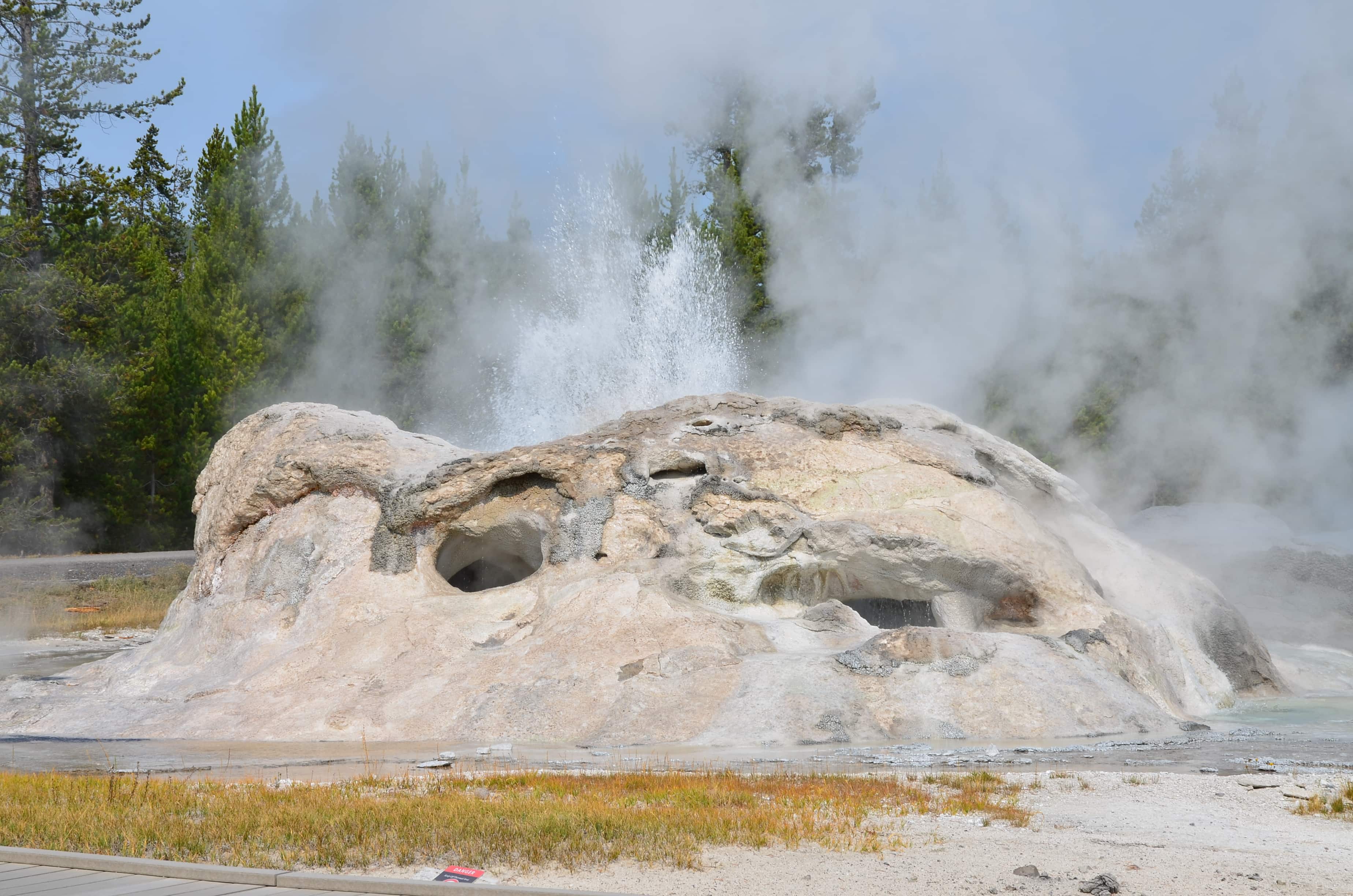 Grotto Geyser at the Upper Geyser Basin in Yellowstone National Park, Wyoming