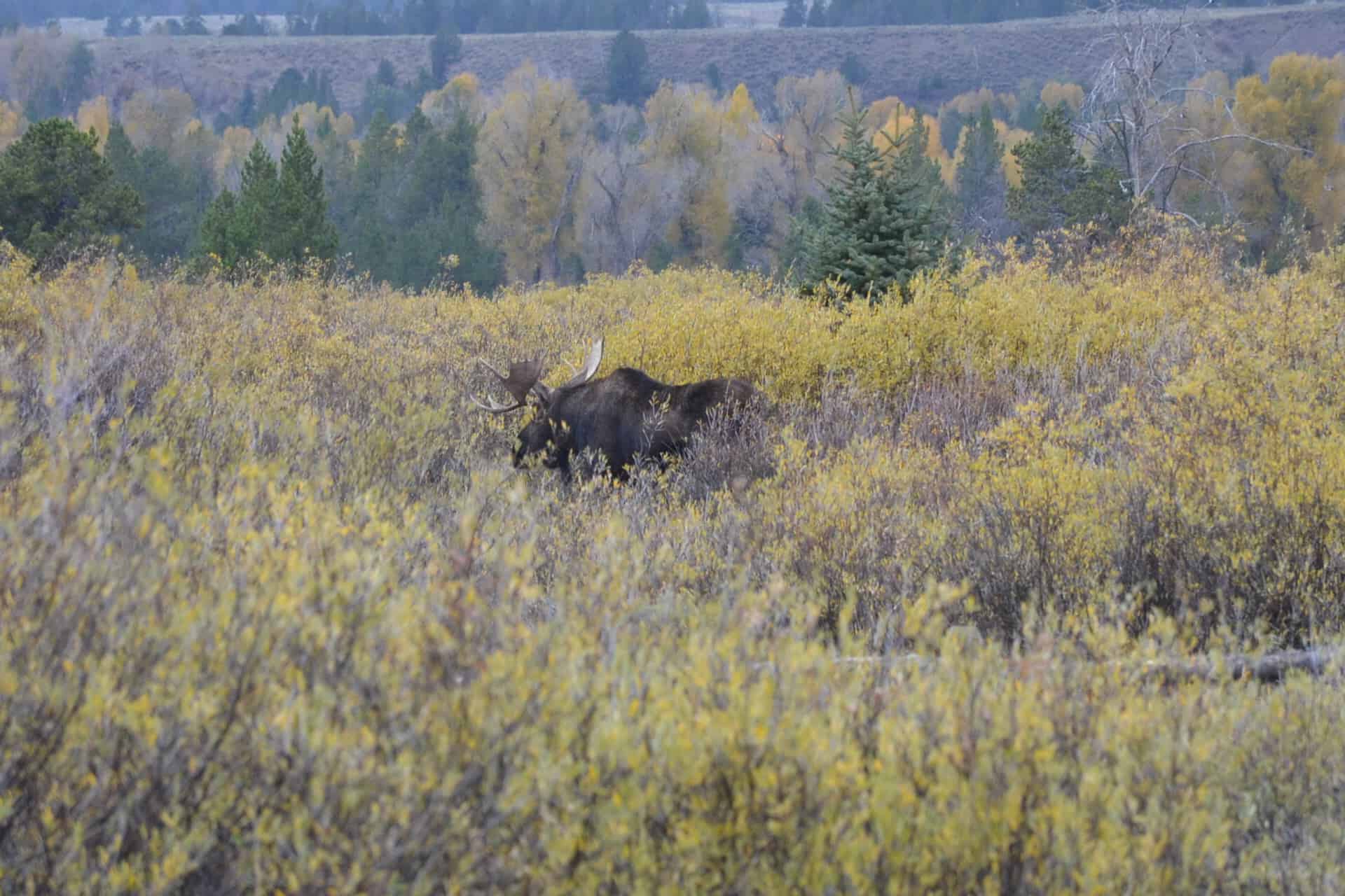 Moose! on Highway 89 in Grand Teton National Park, Wyoming