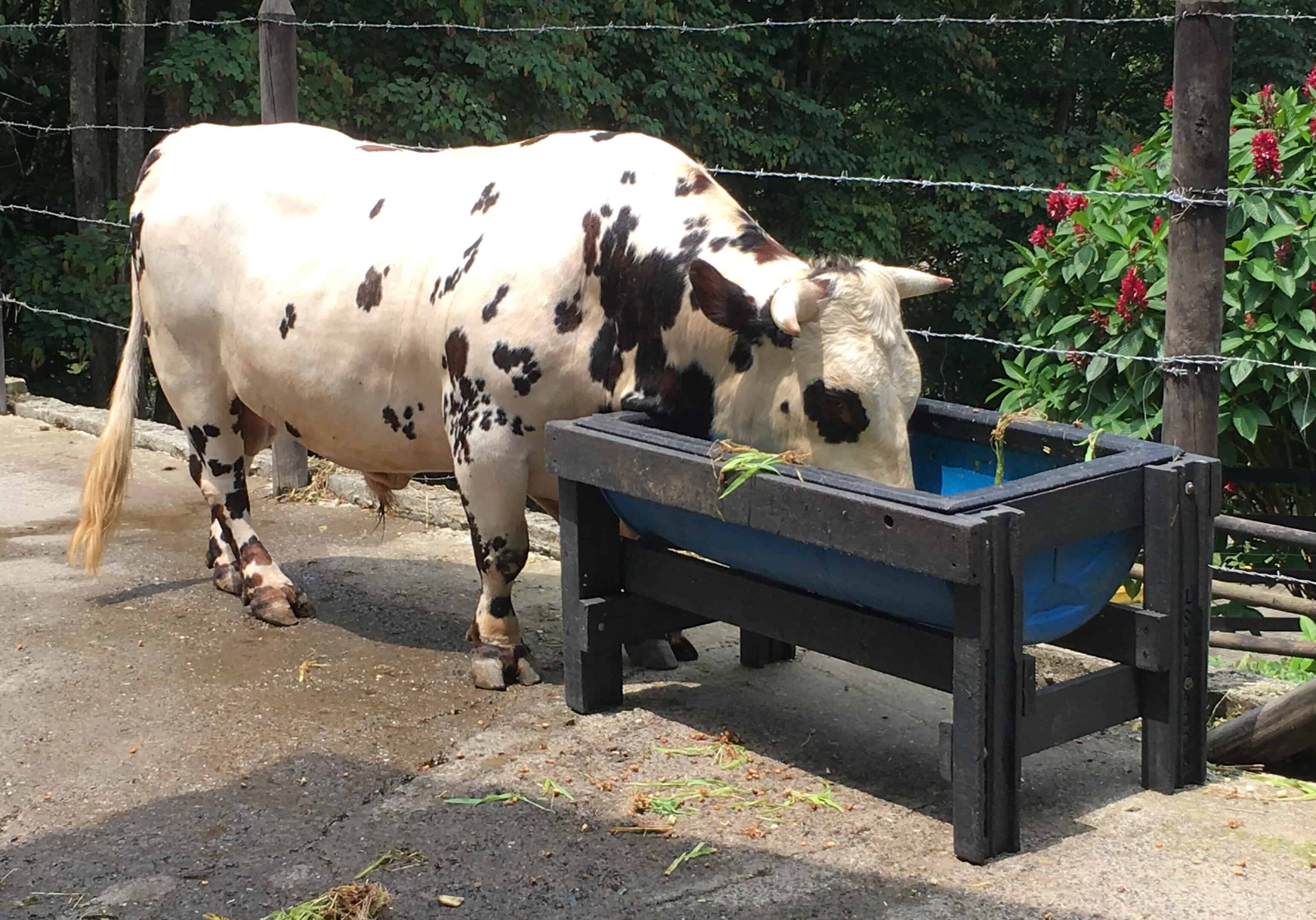 A cow at Noah's Farm