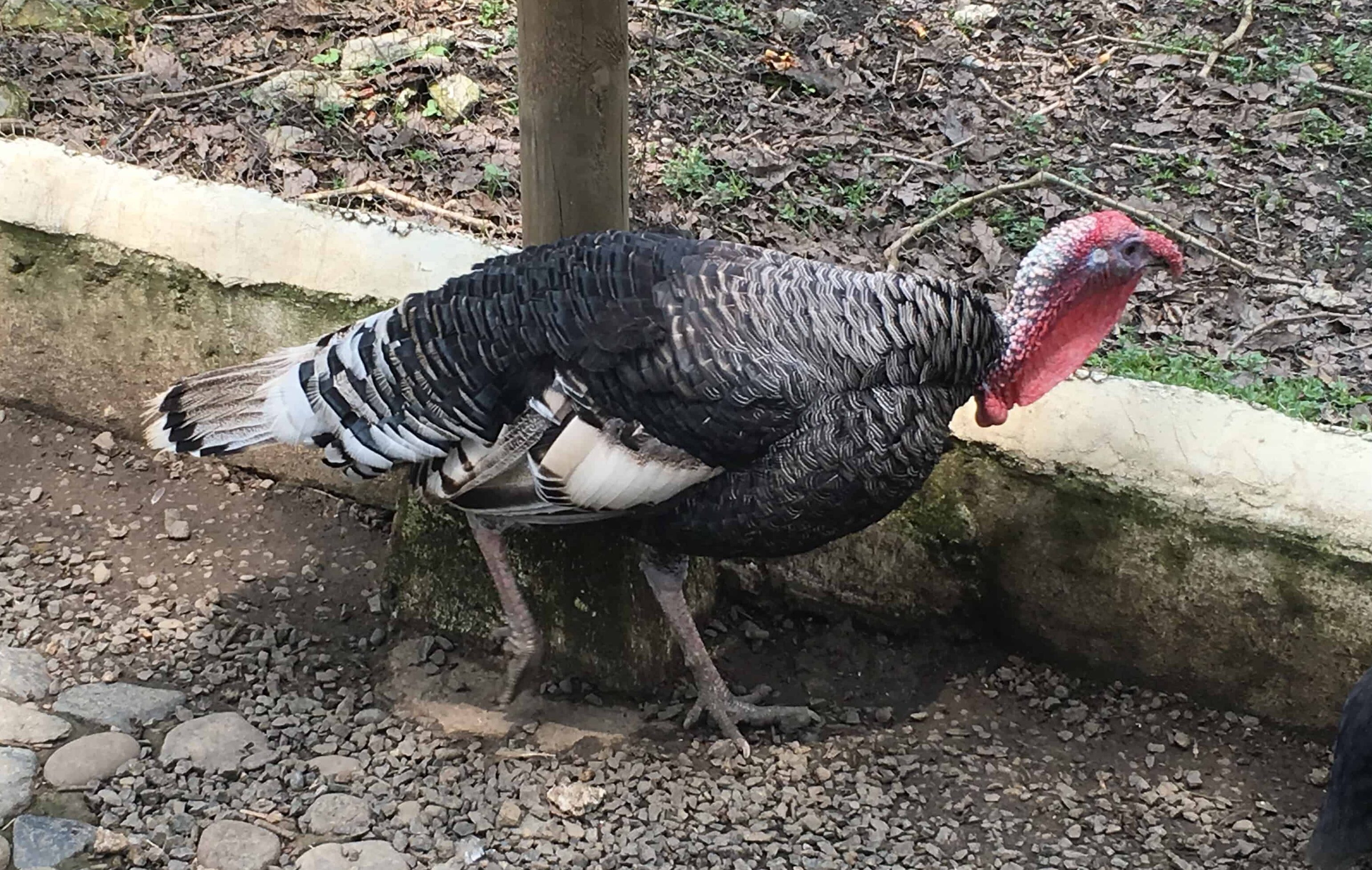 Turkey at Noah's Farm at Parque Consotá in Galicia, Risaralda, Colombia