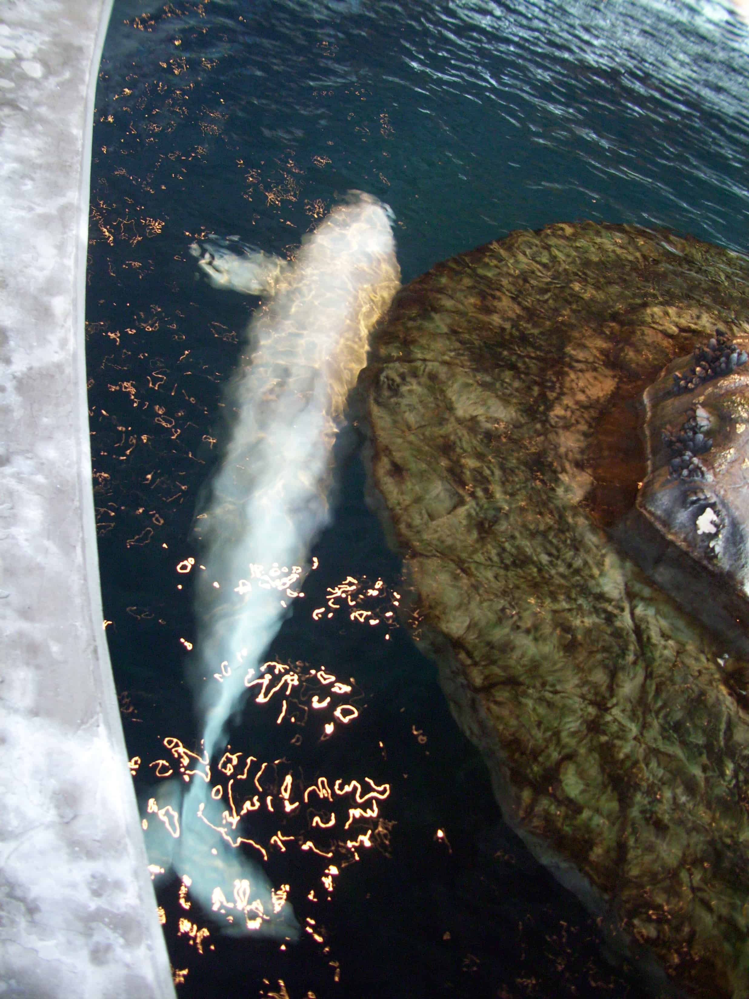 Beluga whale at the Shedd Aquarium