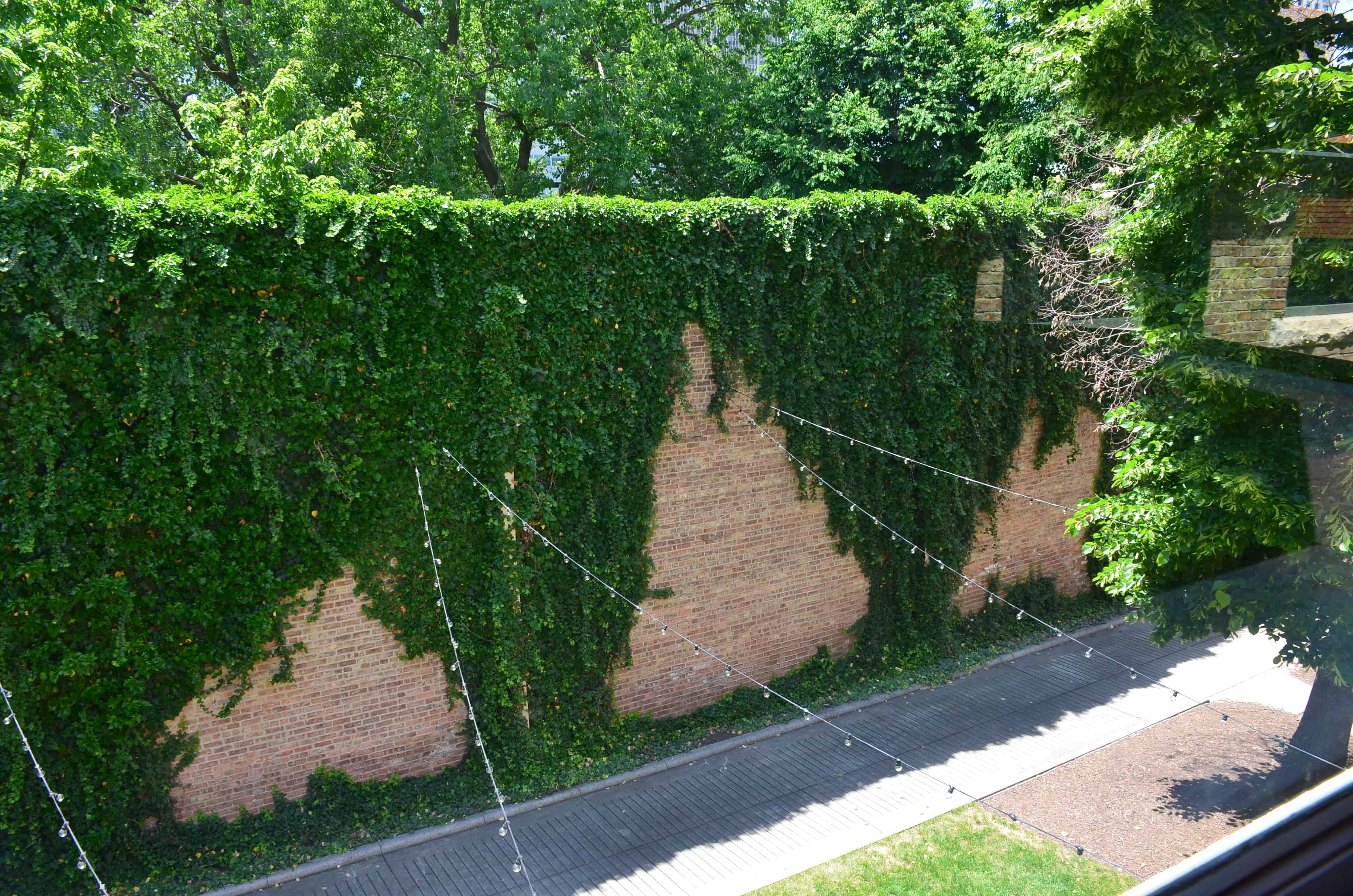 Ivy at the John J. Glessner House in Chicago, Illinois