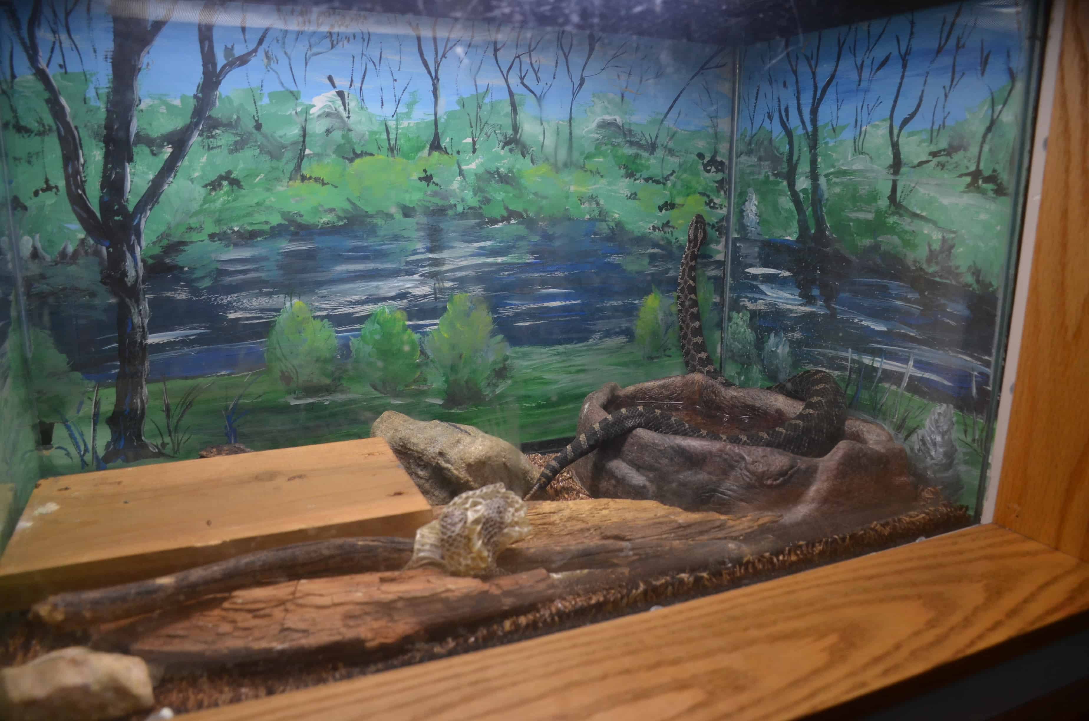 Snakes in the Nature Center