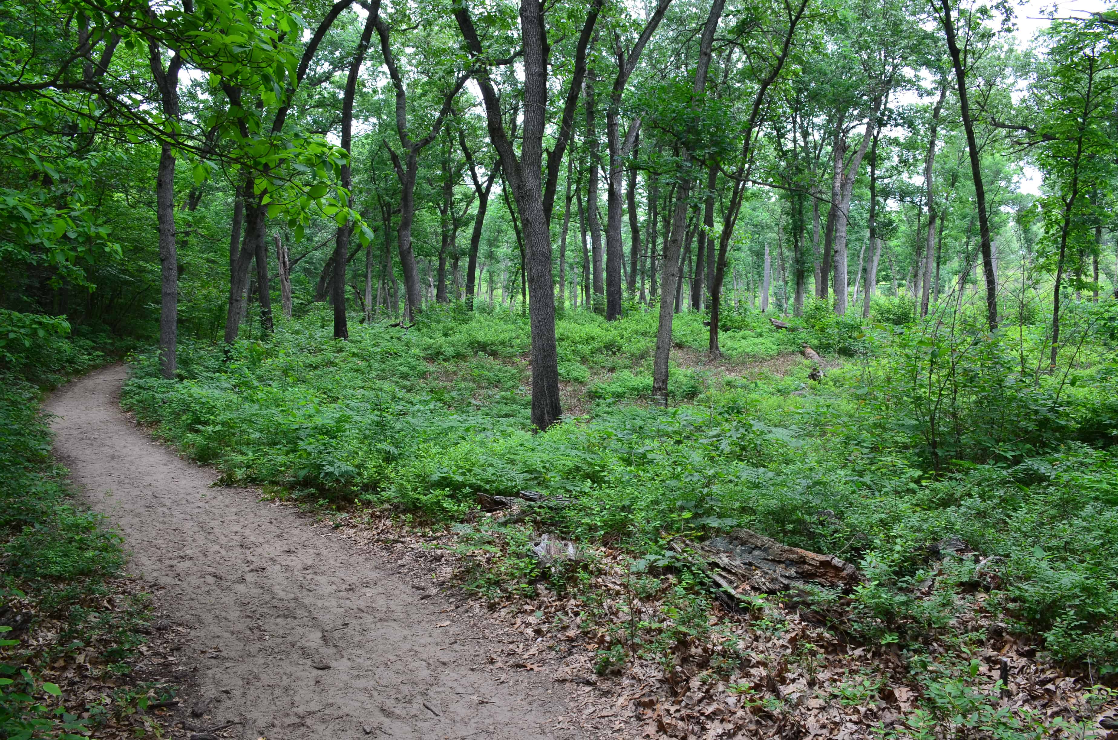 Trail #9 at Indiana Dunes State Park