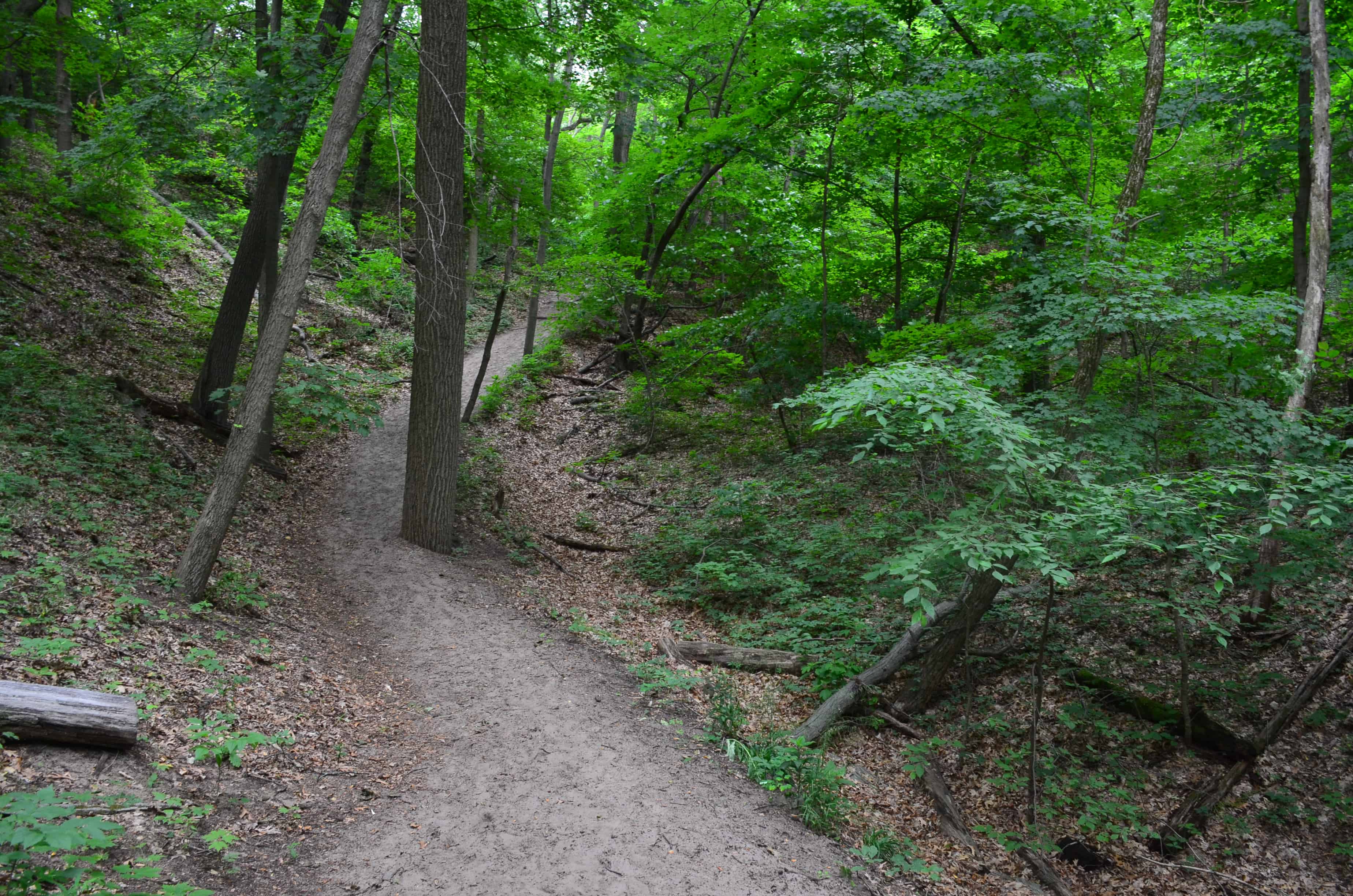 Trail #7 at Indiana Dunes State Park