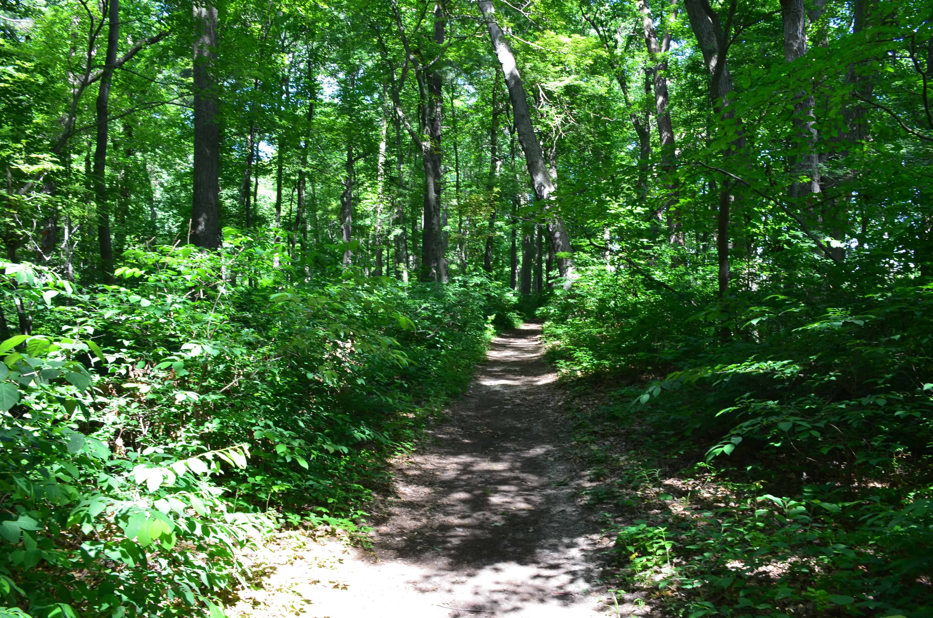 The Pinery on Trail #10 at Indiana Dunes State Park