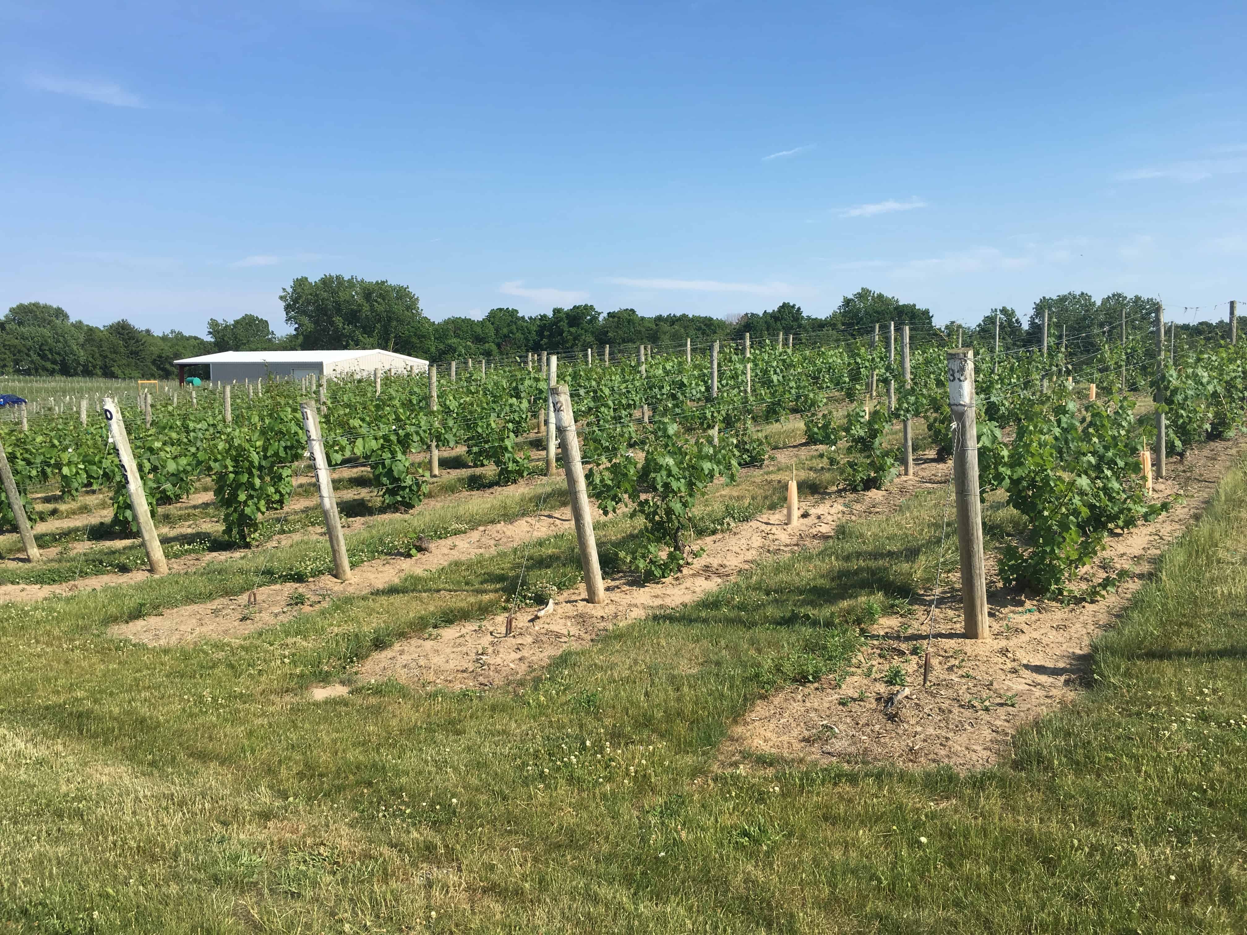 Vineyard at Gravity on the Lake Michigan Shore Wine Trail
