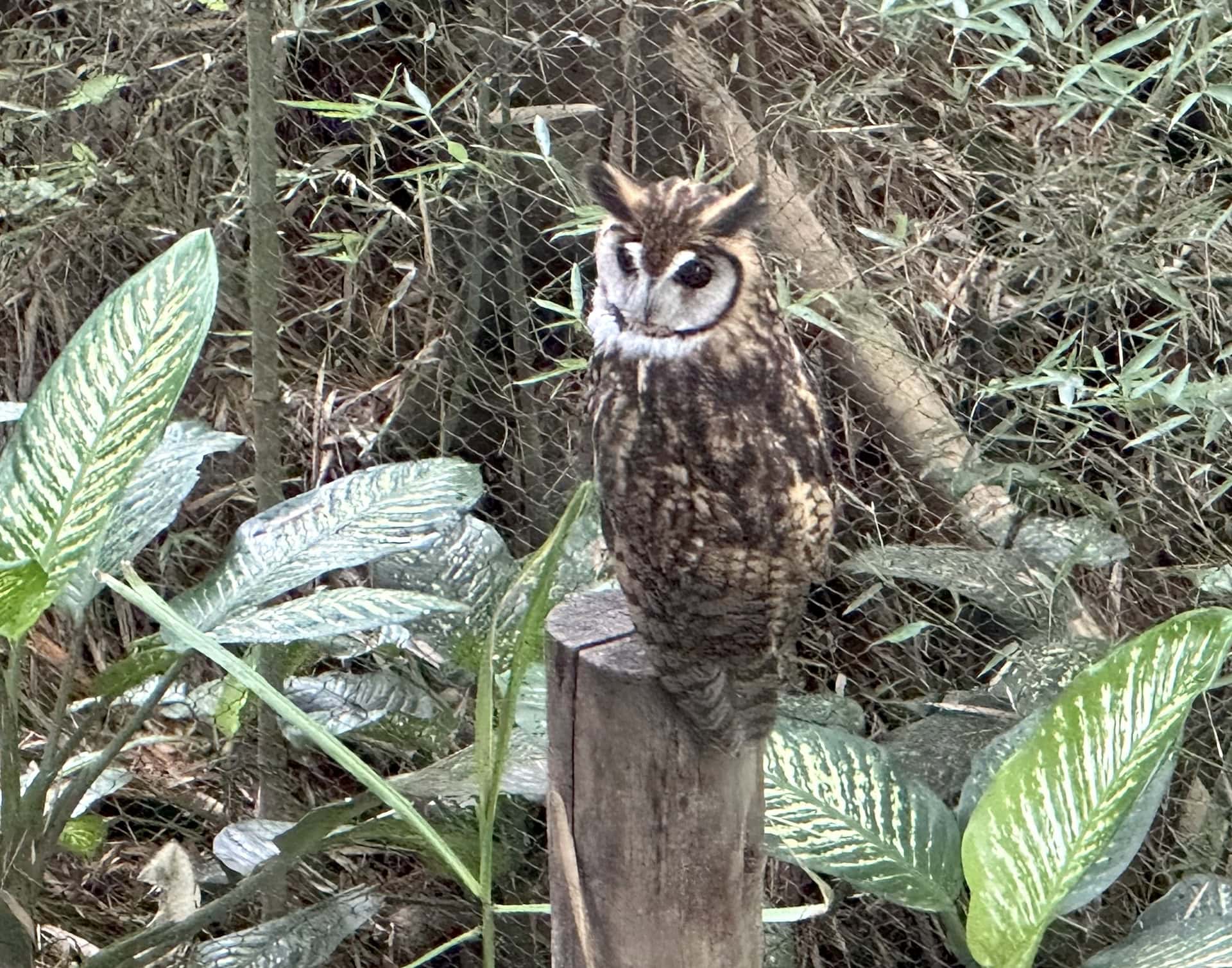 Owl in the Andean Forest