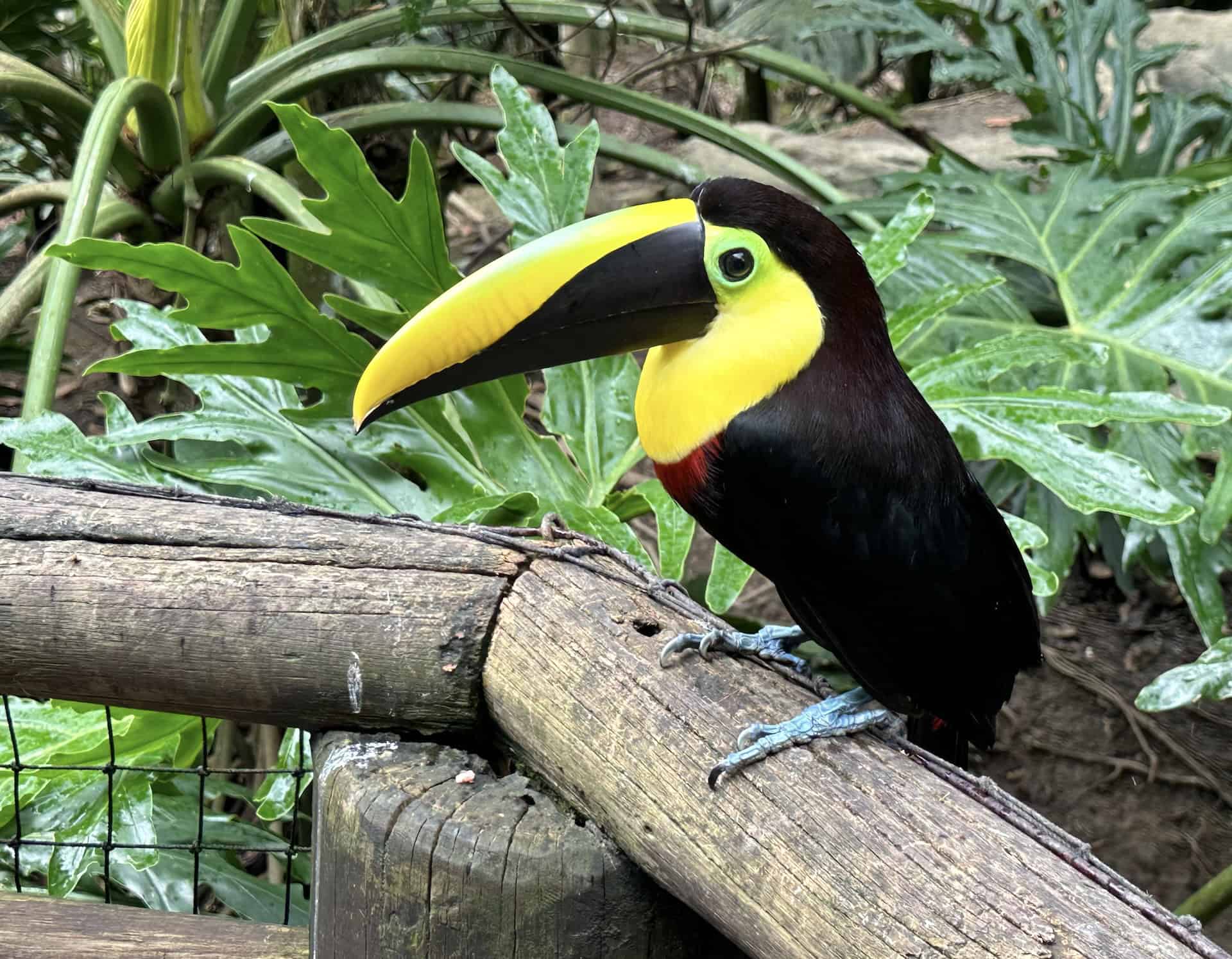 Toucan in the Andean Forest at Bioparque Ukumarí in Risaralda, Colombia