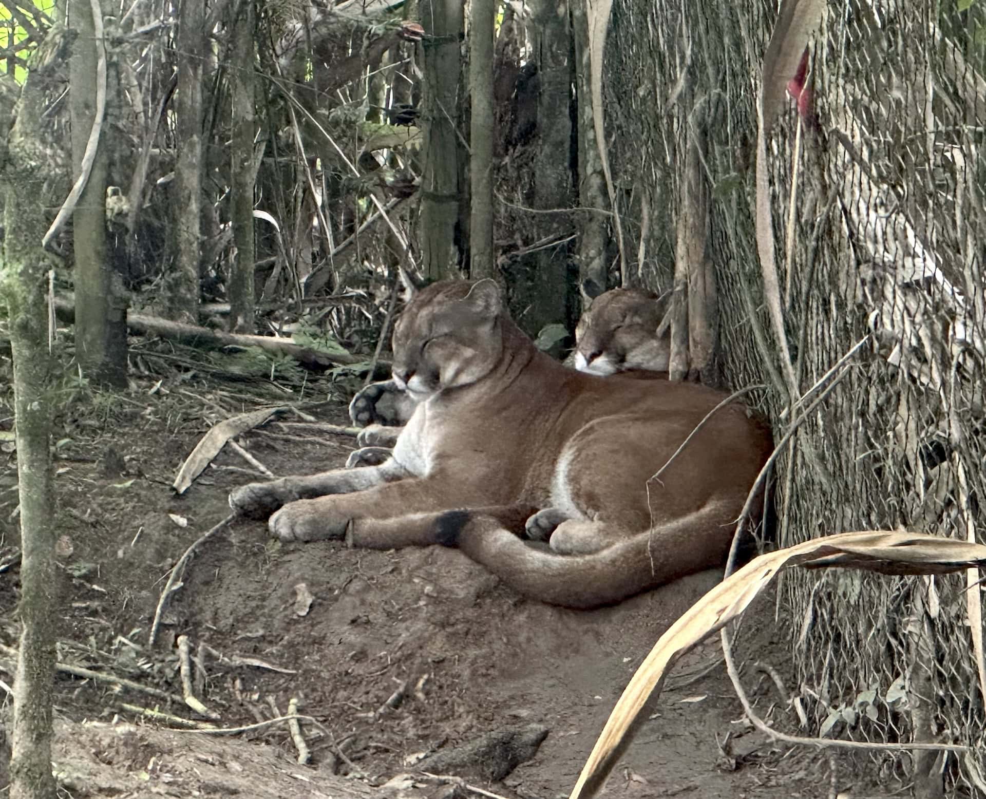 Pumas in the Andean Forest