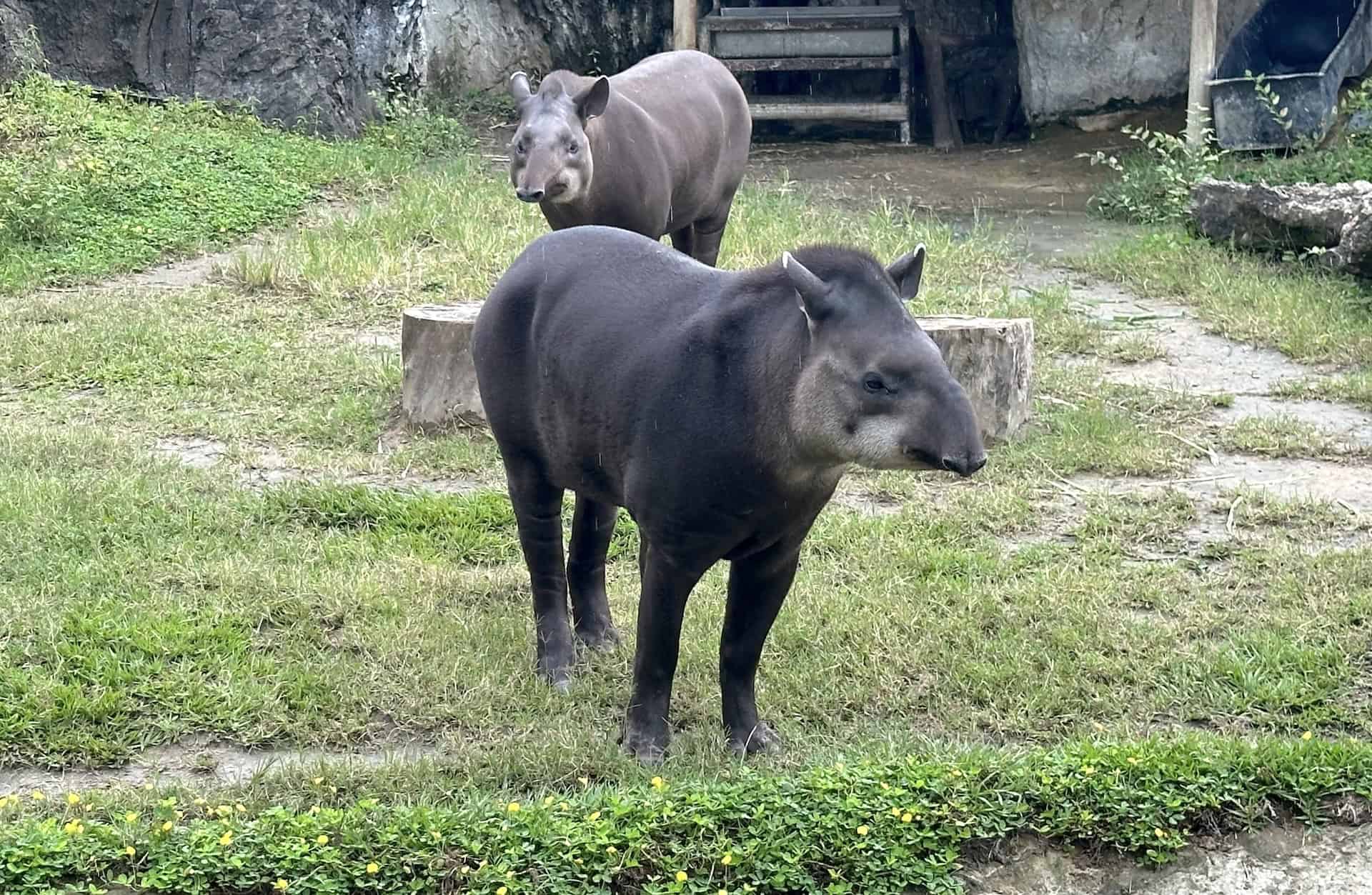 Tapirs in the Andean Forest at Bioparque Ukumarí in Risaralda, Colombia