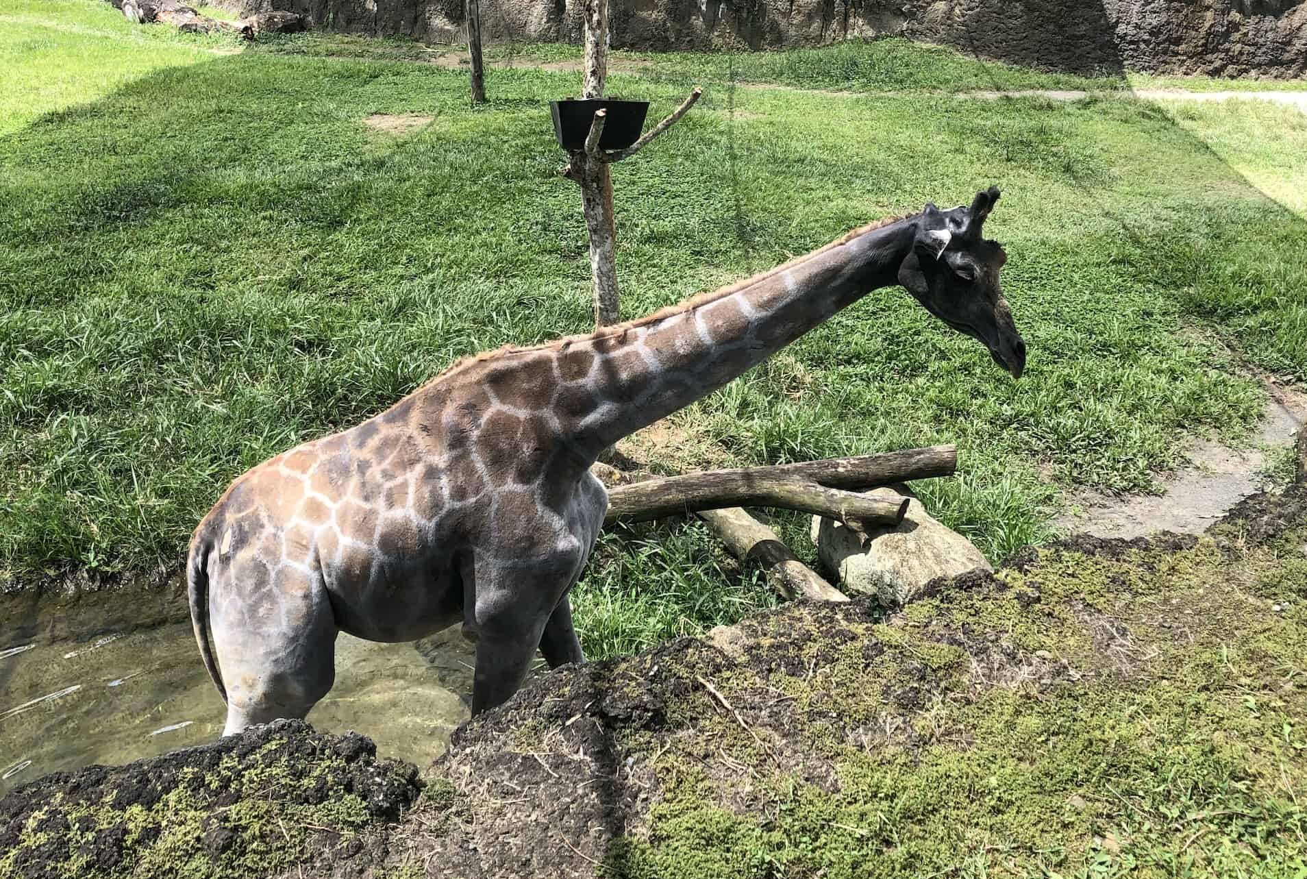 Adolescent giraffe