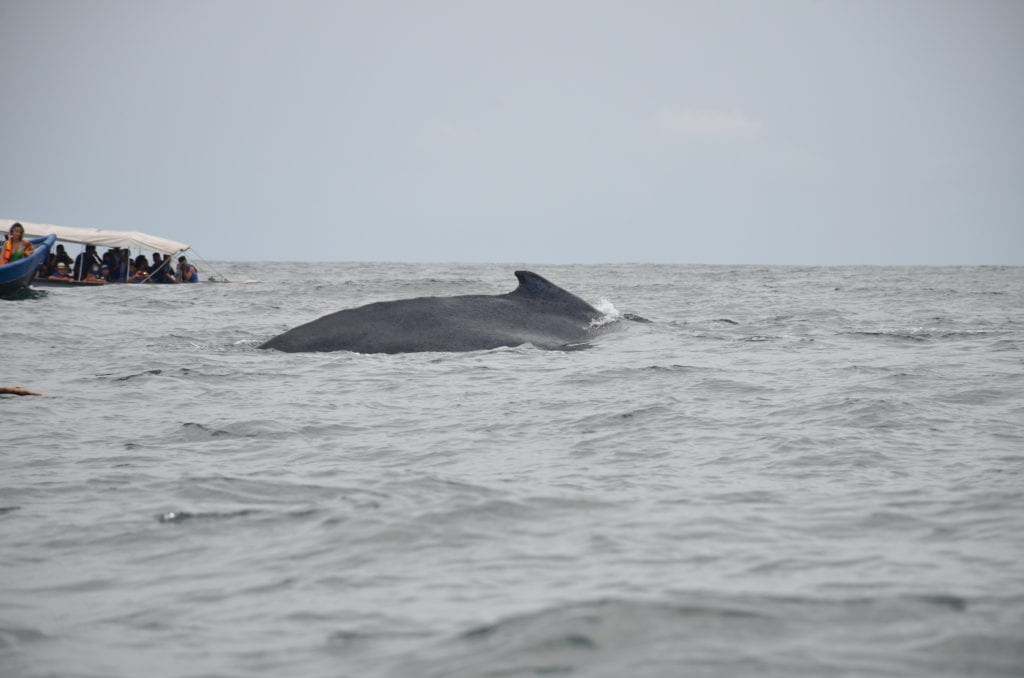 Humpback whale in Parque Nacional Natural Uramba Bahía Málaga, Colombia