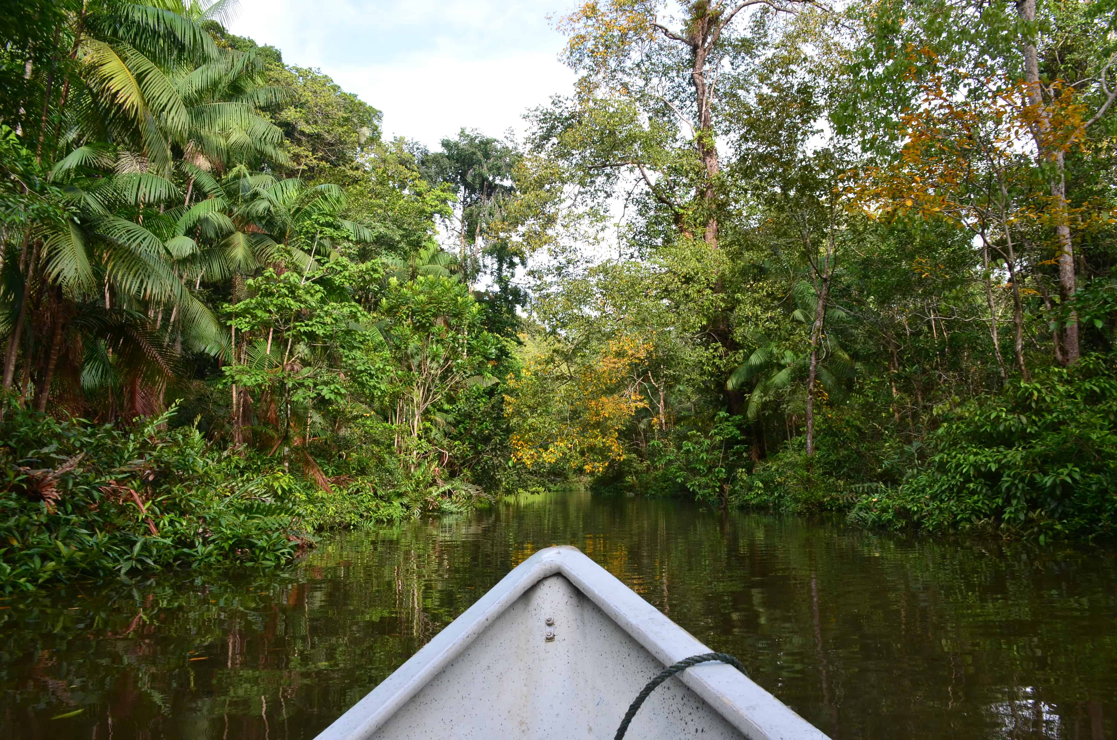 A boat ride through the jungle at Parque Nacional Natural Uramba Bahía Málaga in Colombia