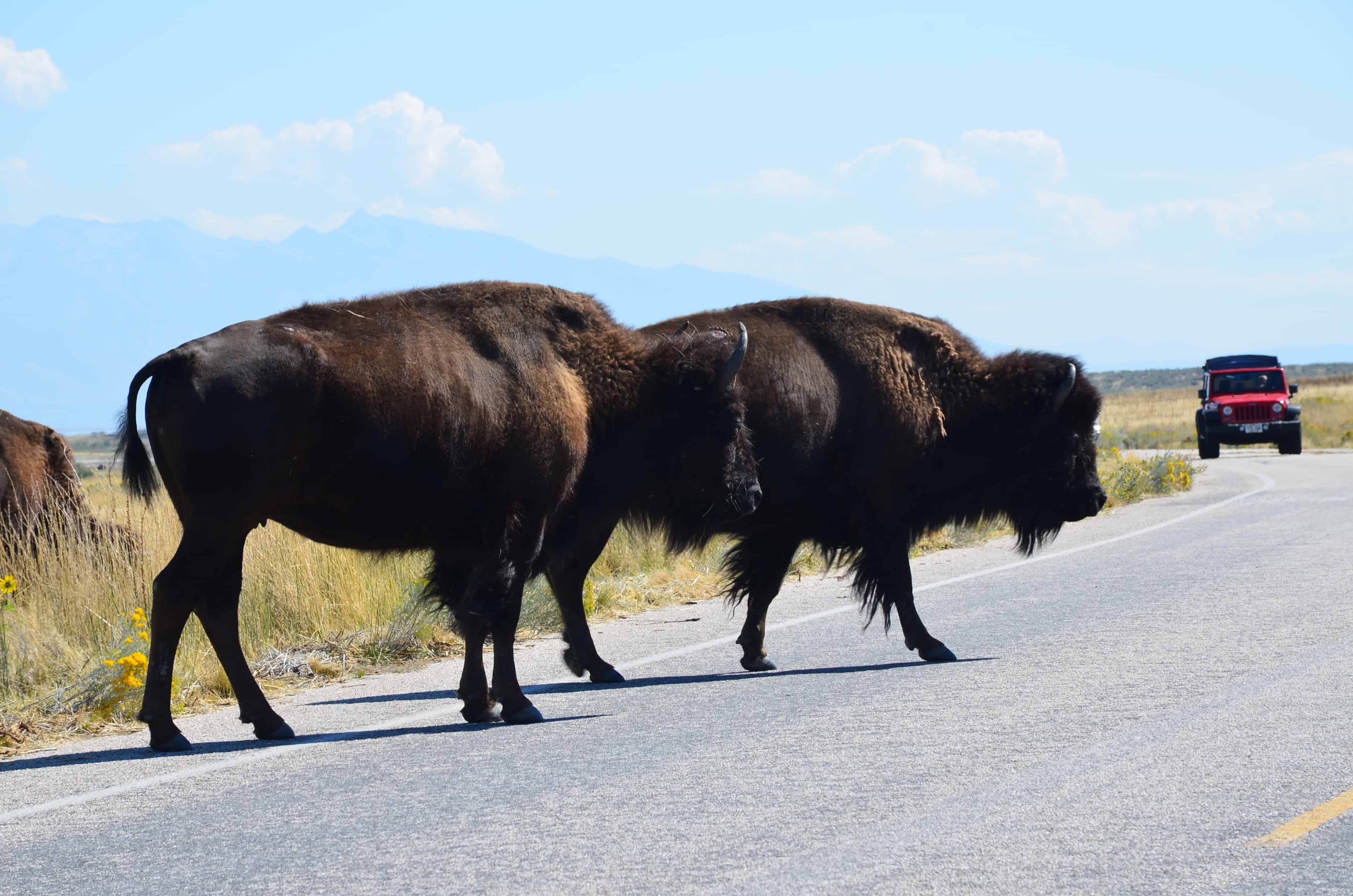 Bison crossing the road at Antelope Island State Park in Utah