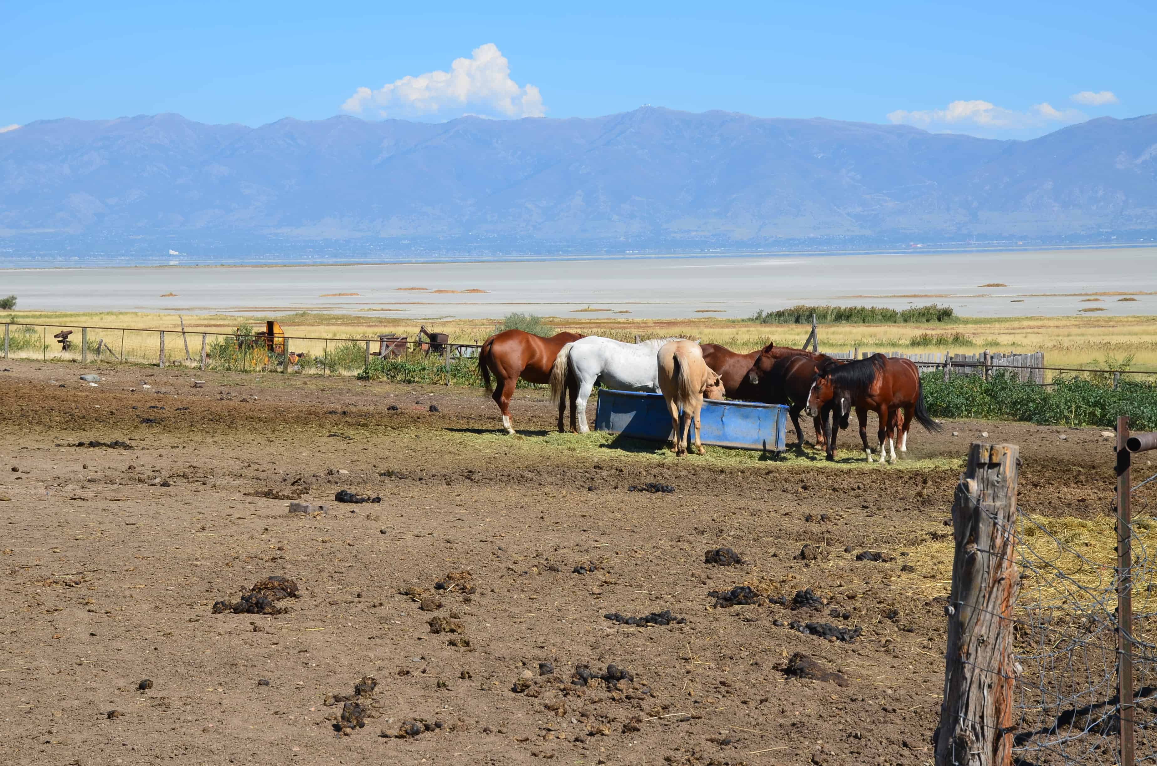 Horses on Fielding Garr Ranch