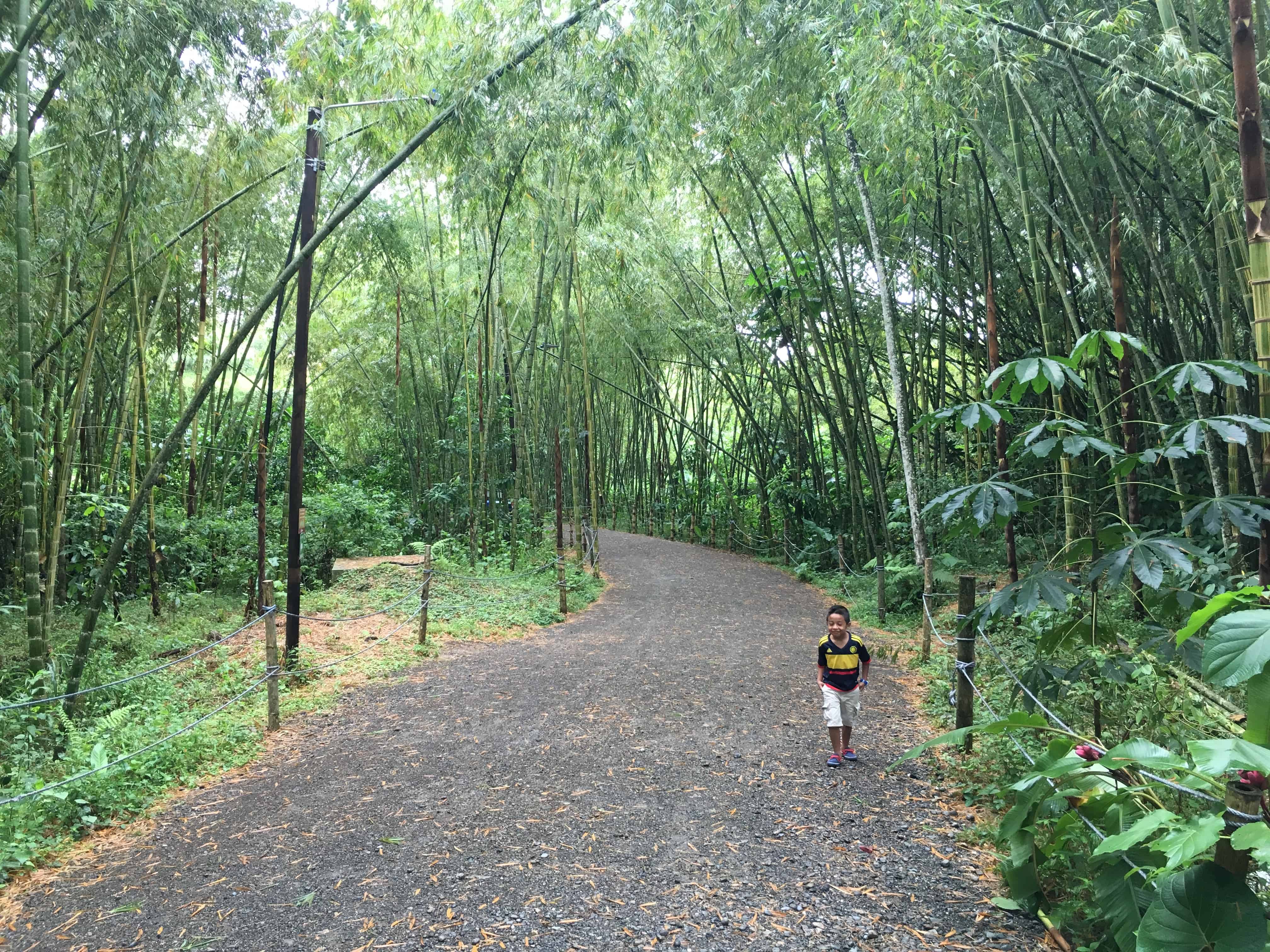 Bamboo forest at Bioparque Ukumarí in Risaralda, Colombia