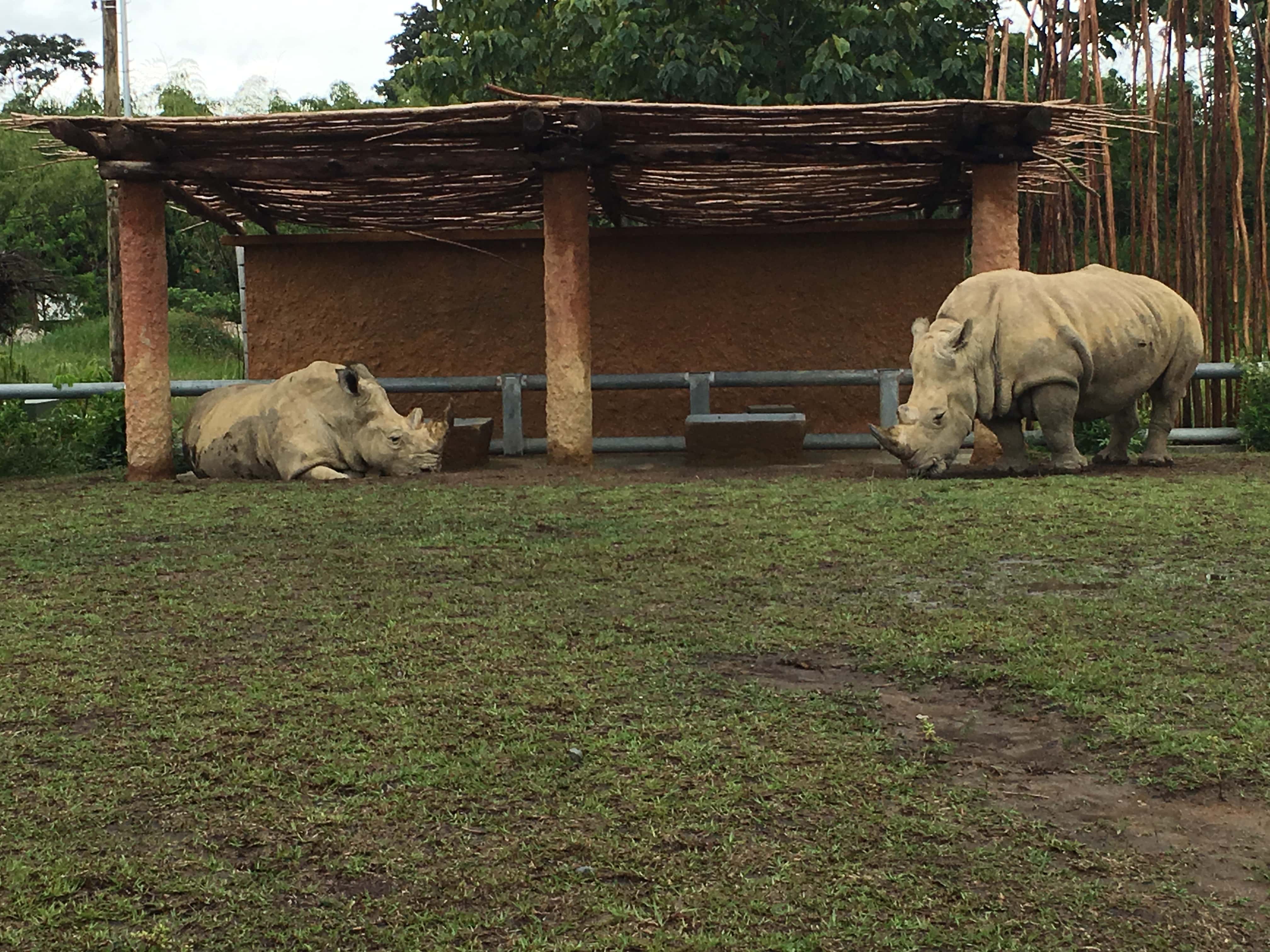 Rhinos in the African Savanna at Bioparque Ukumarí in Risaralda, Colombia