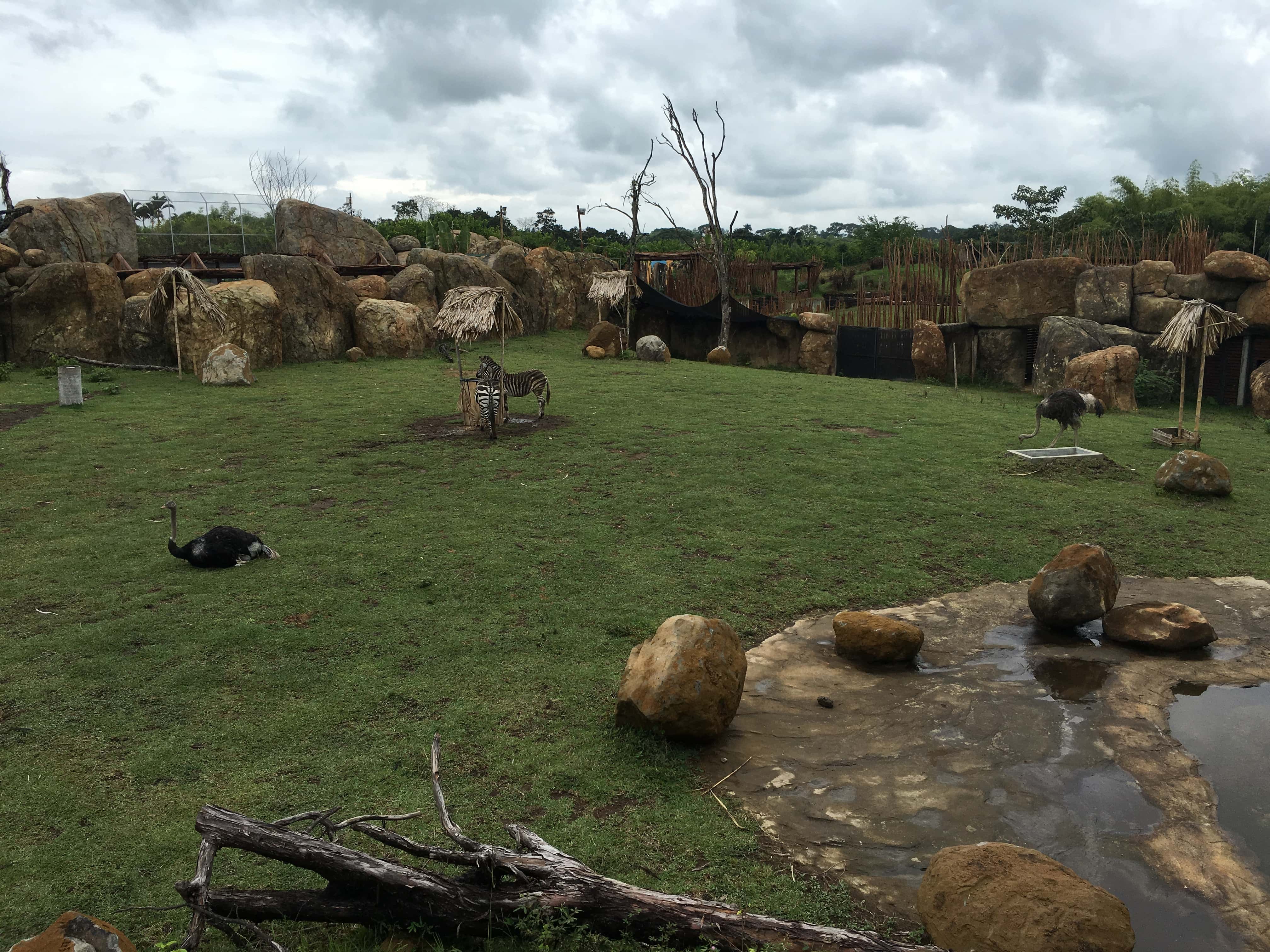 Zebras and ostriches in the African Savanna at Bioparque Ukumarí in Risaralda, Colombia