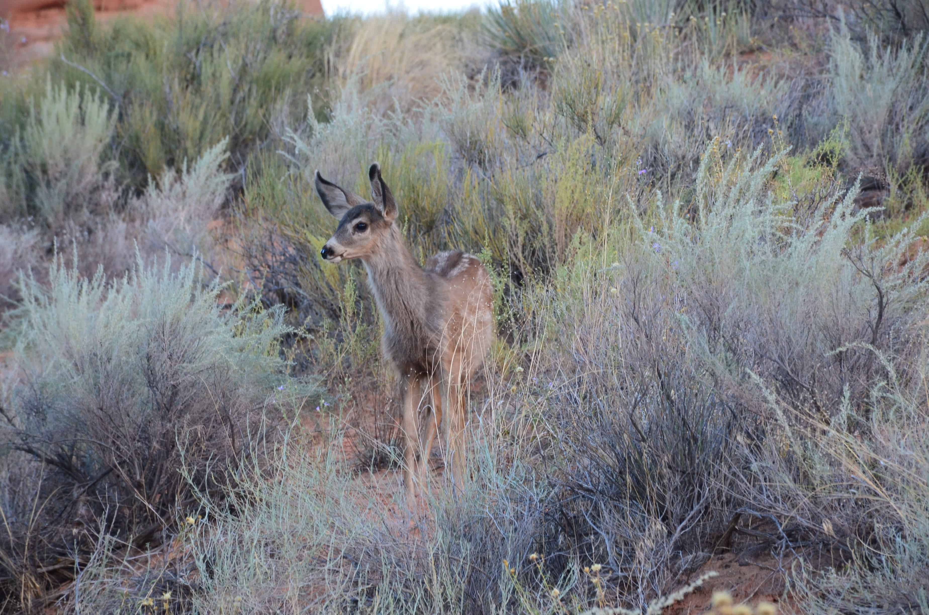 Mule deer on the Devil's Garden Trail at Arches National Park in Utah