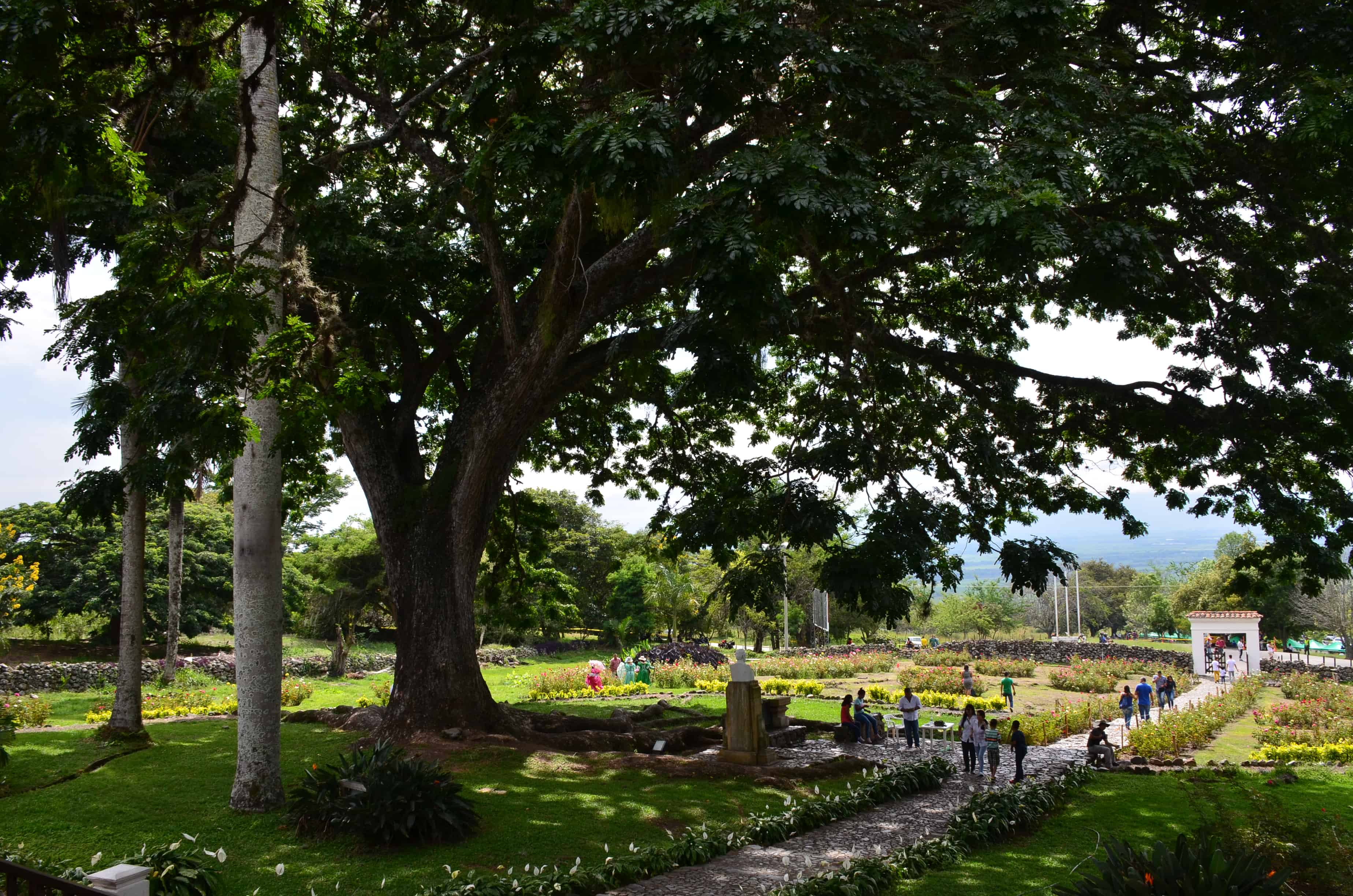 The tree at Hacienda El Paraíso in Valle del Cauca, Colombia