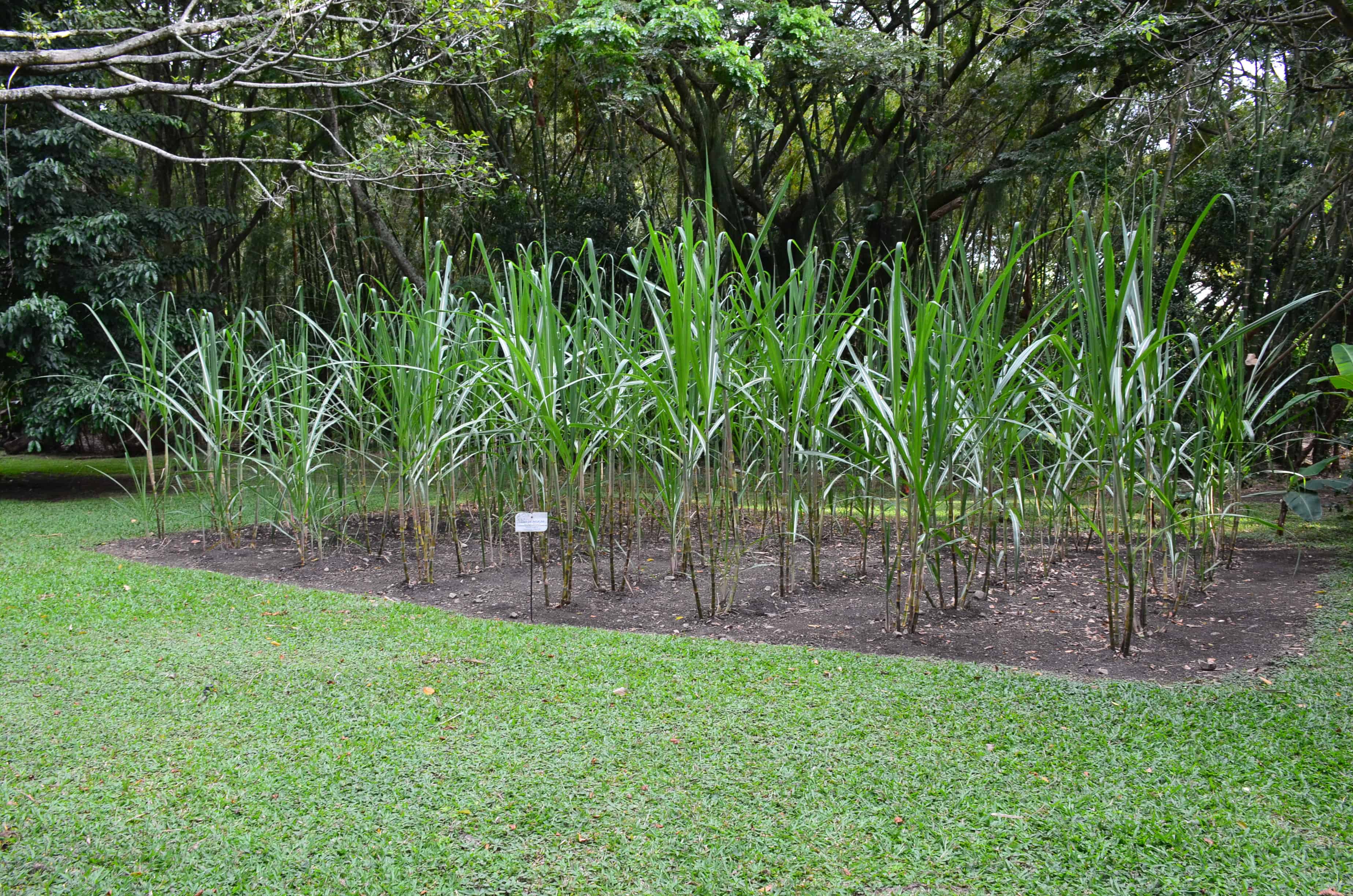 Sugar cane at Museo de la Caña in Valle del Cauca, Colombia