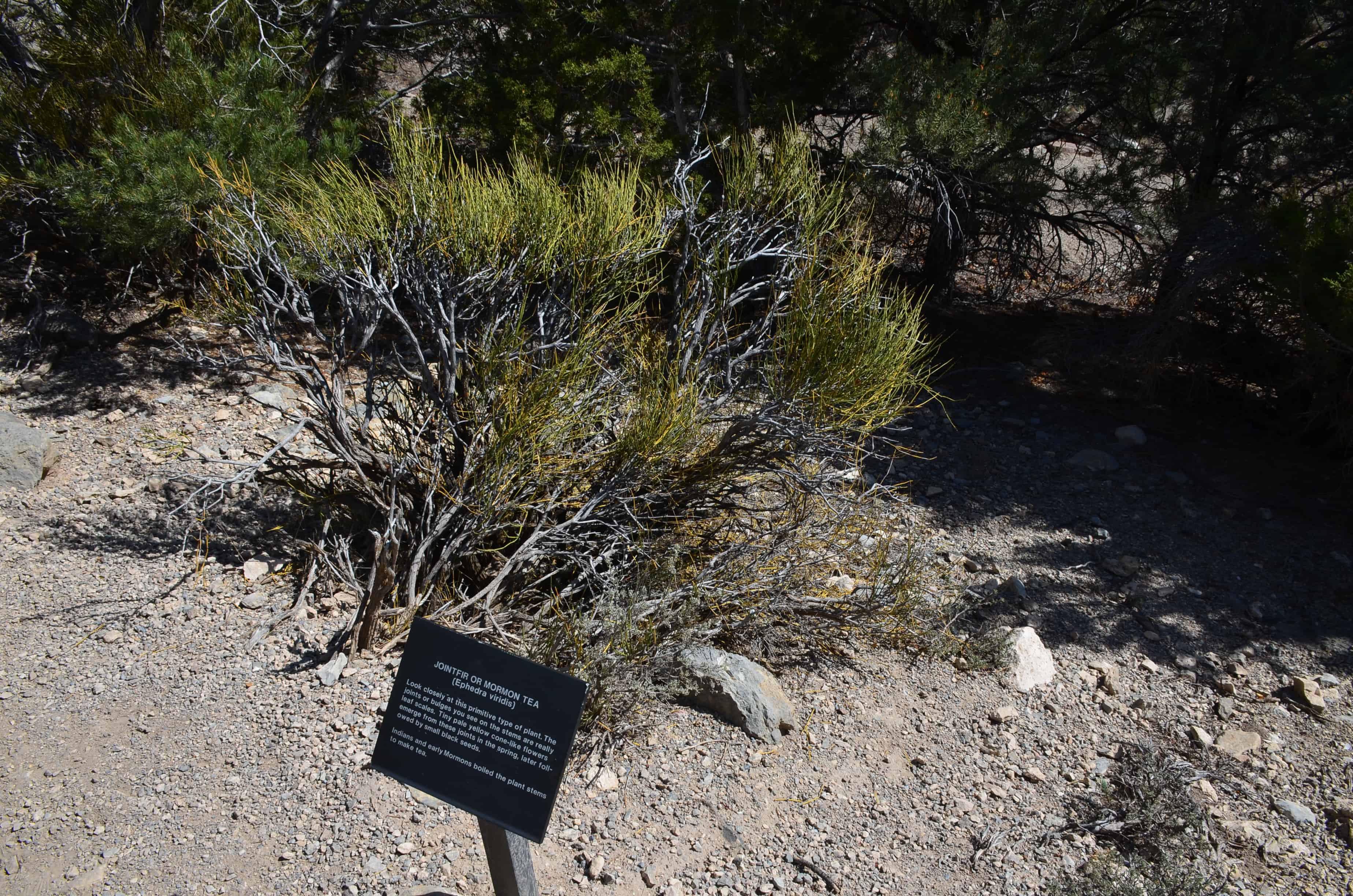 Mountain View Nature Trail at Great Basin National Park, Nevada