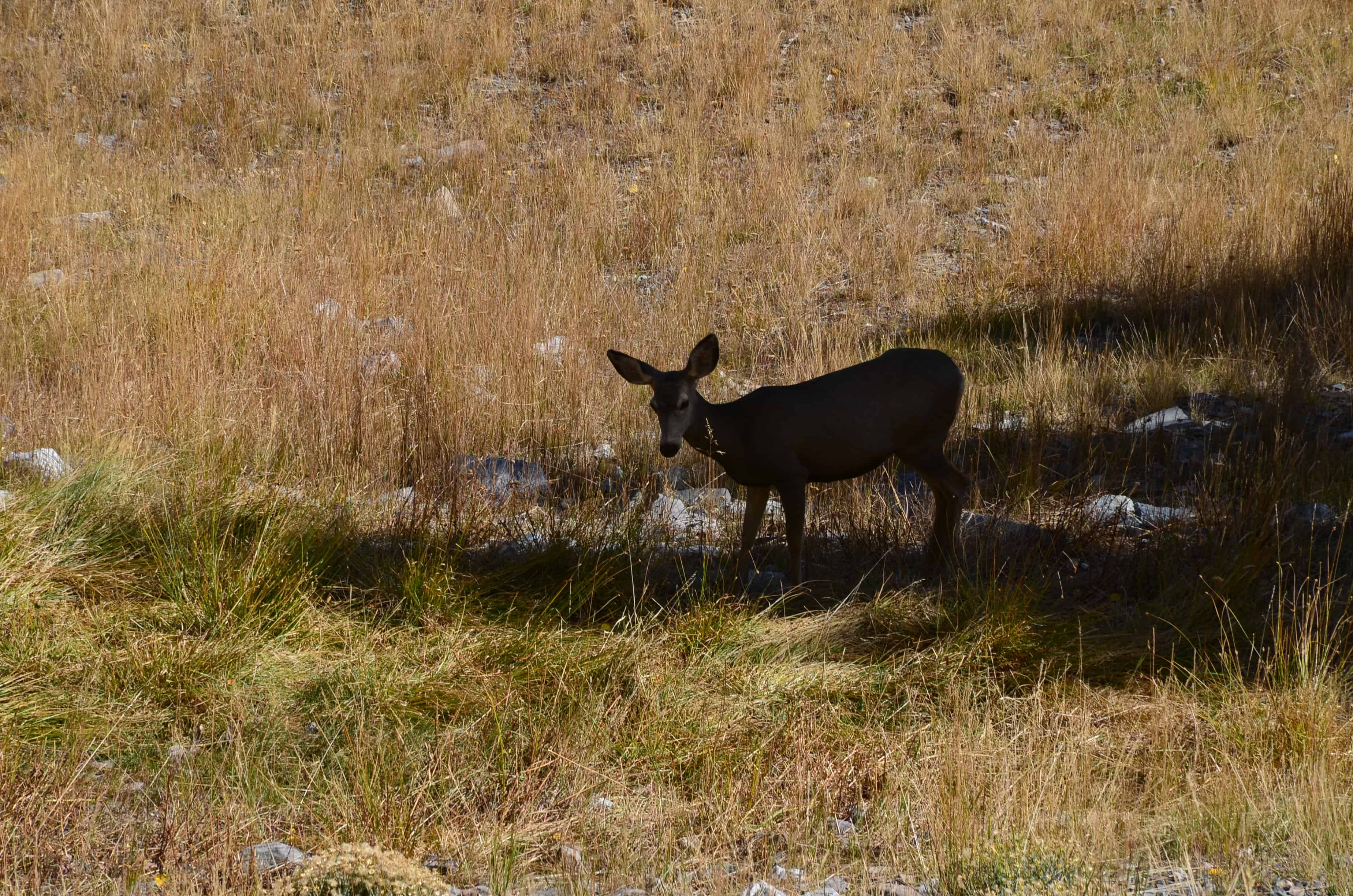 Deer on the Alpine Lakes Loop Trail at Great Basin National Park, Nevada