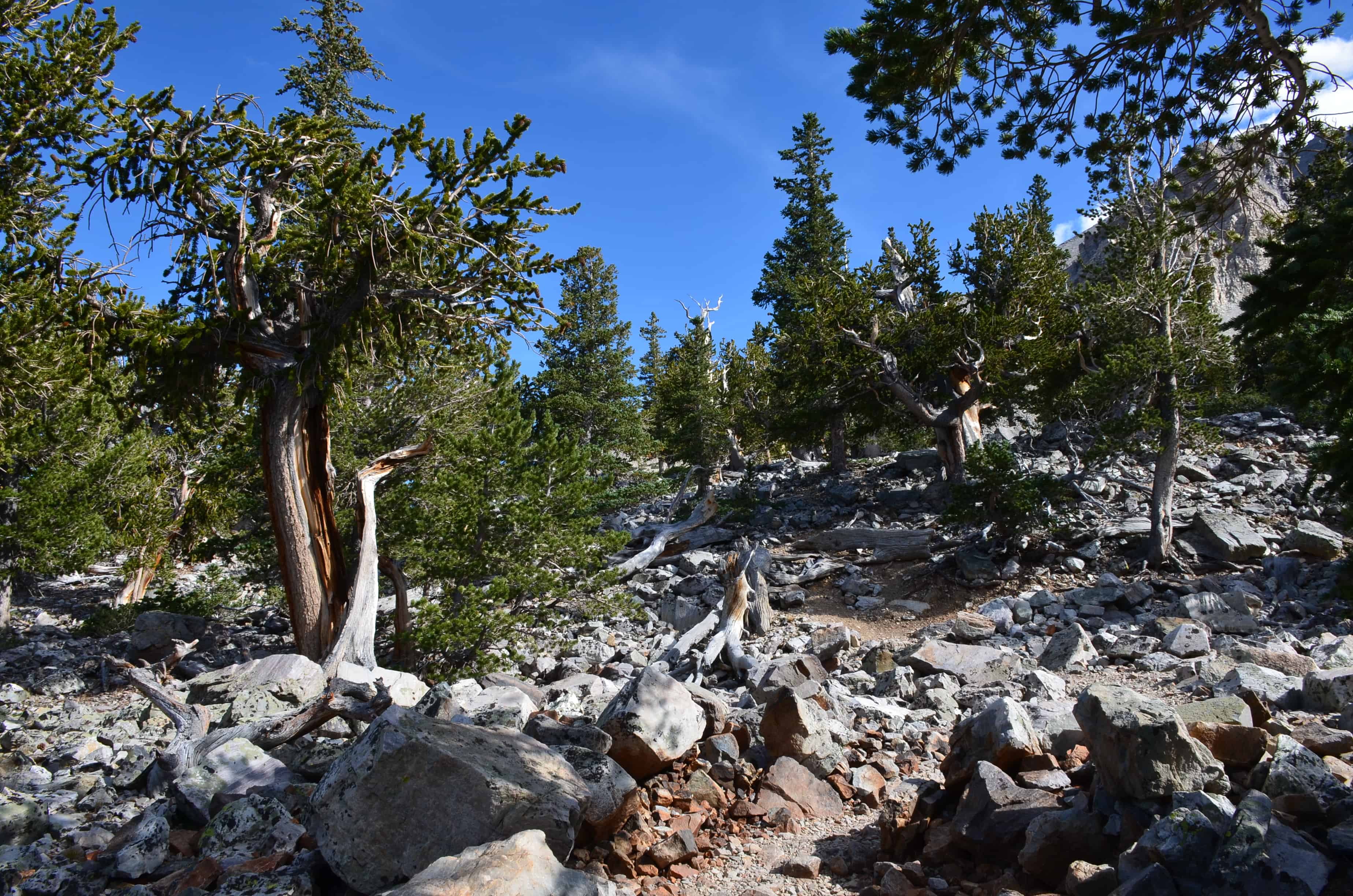 Bristlecone Pine Trail at Great Basin National Park, Nevada