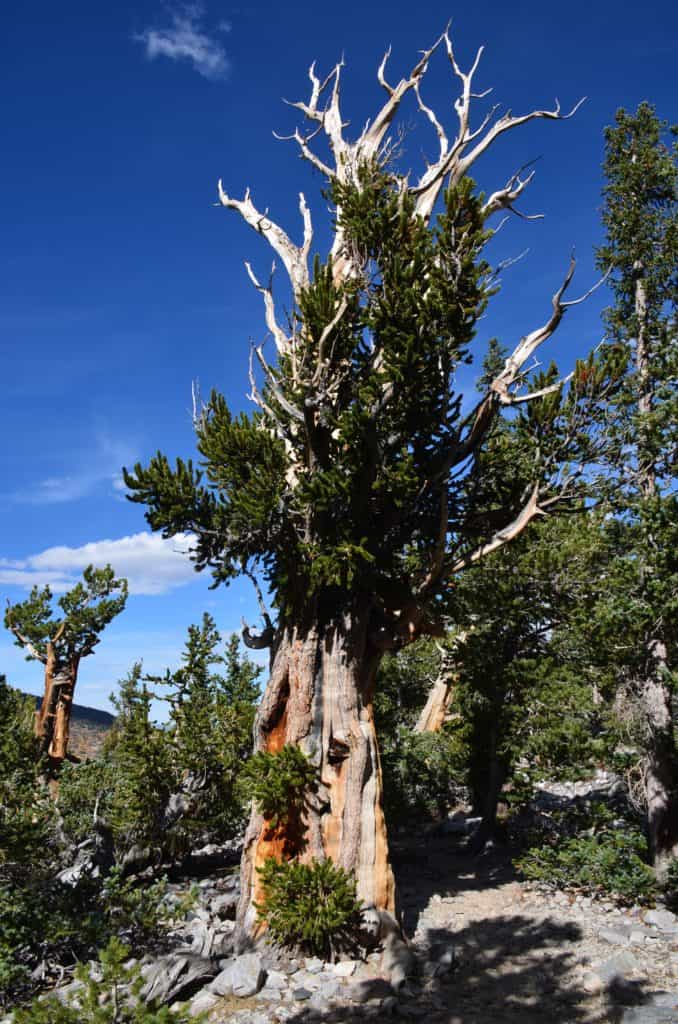 Bristlecone Pine Trail (Great Basin National Park) - Nomadic Niko