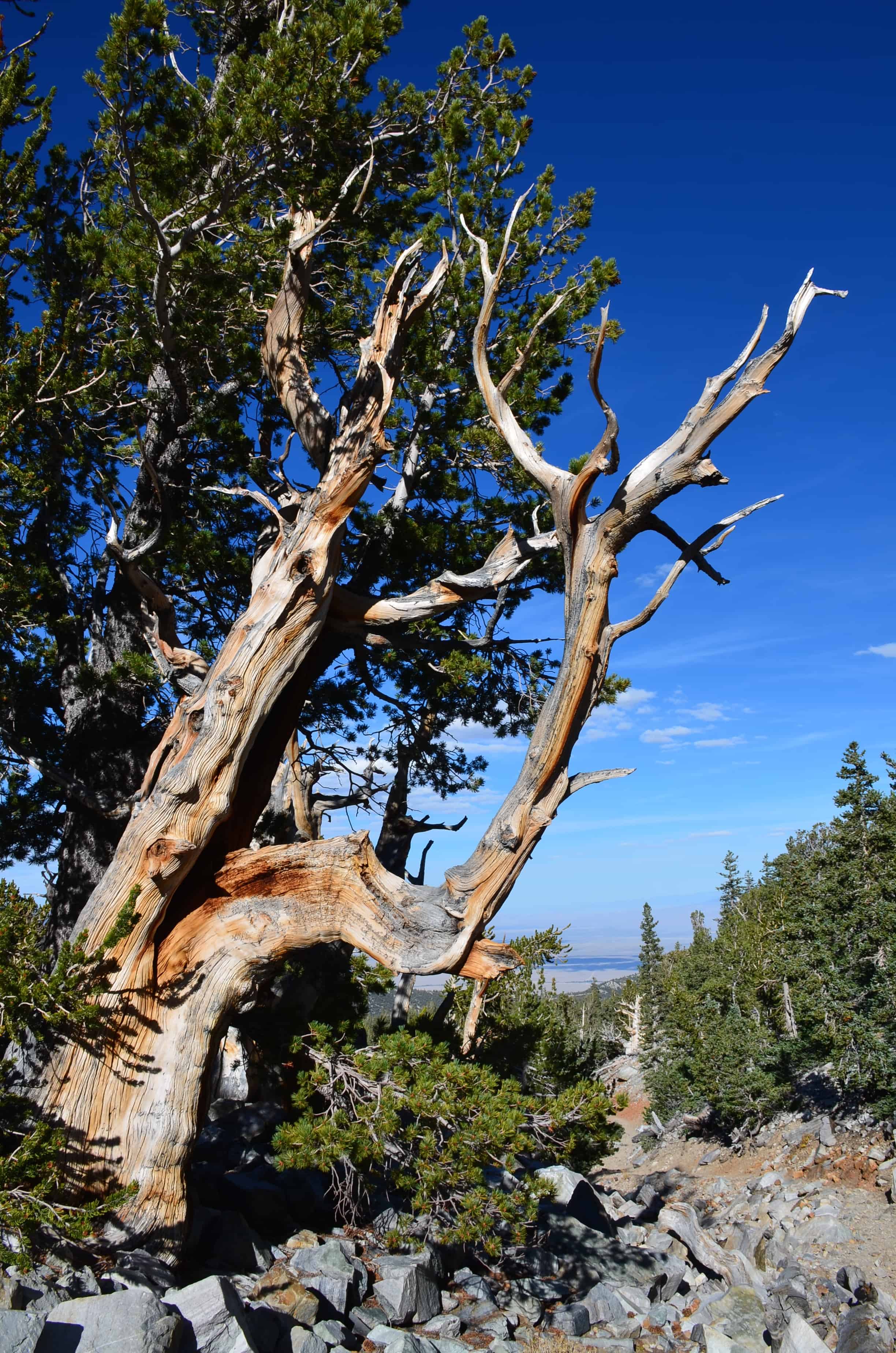 Bristlecone Pine Trail at Great Basin National Park, Nevada