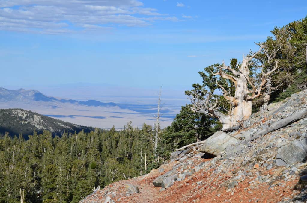 Bristlecone Pine Trail at Great Basin National Park, Nevada