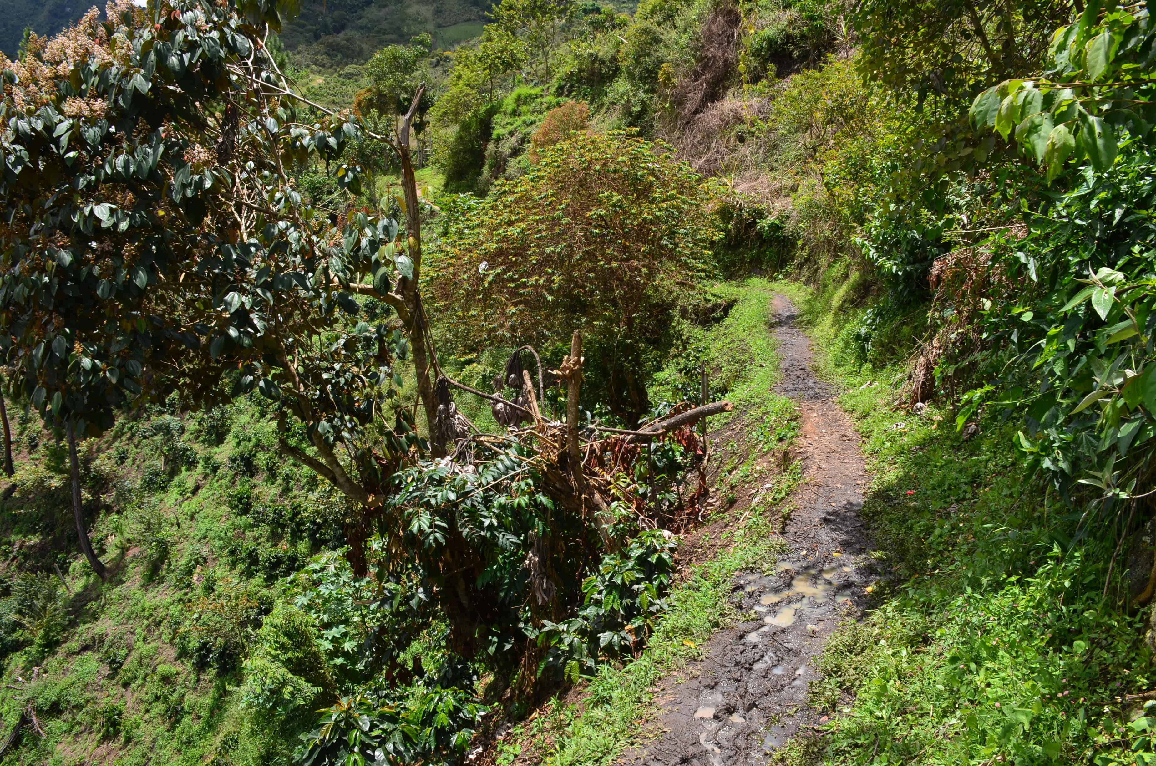 The trail to El Duende at Tierradentro, Cauca, Colombia
