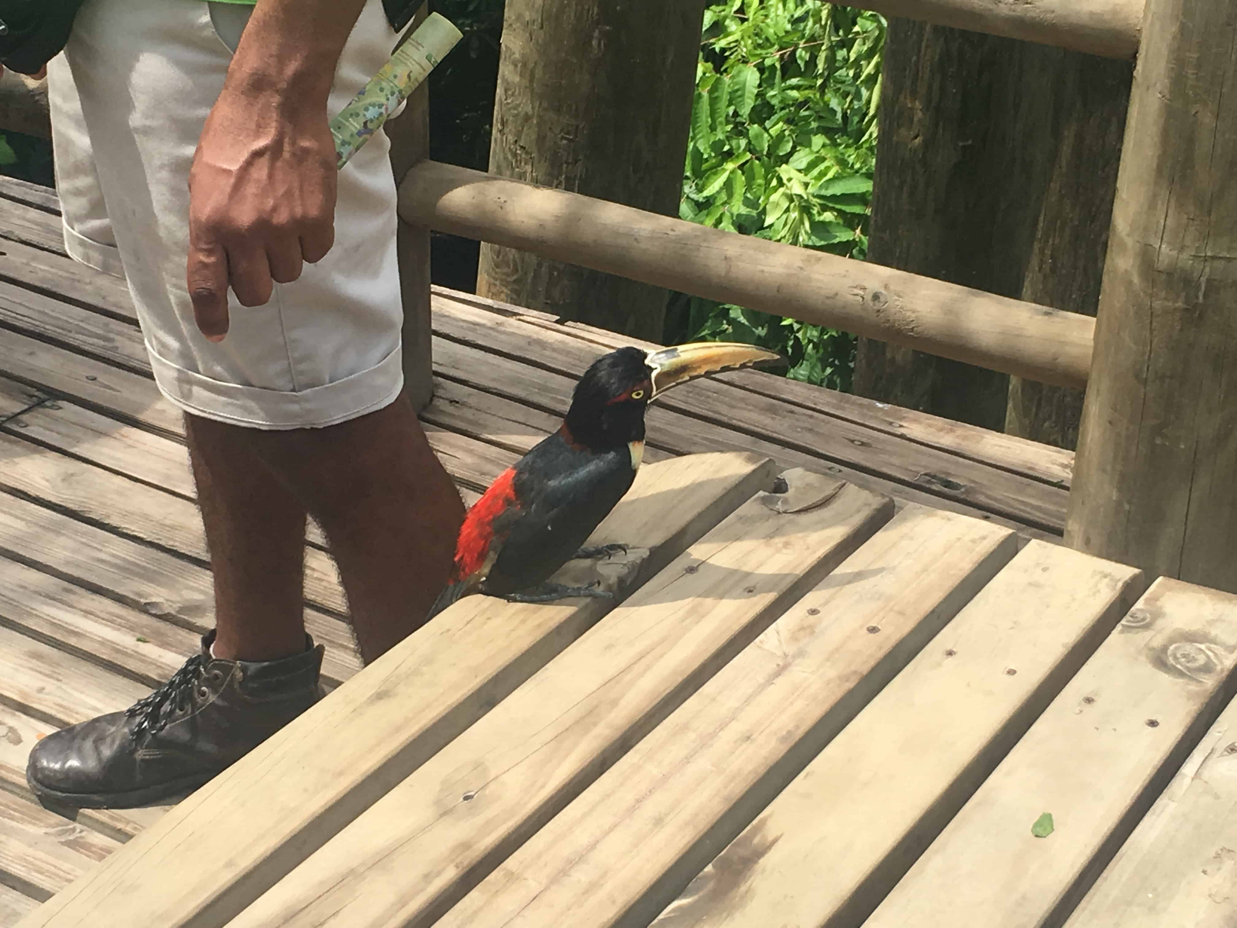 A curious bird at the National Aviary in Colombia