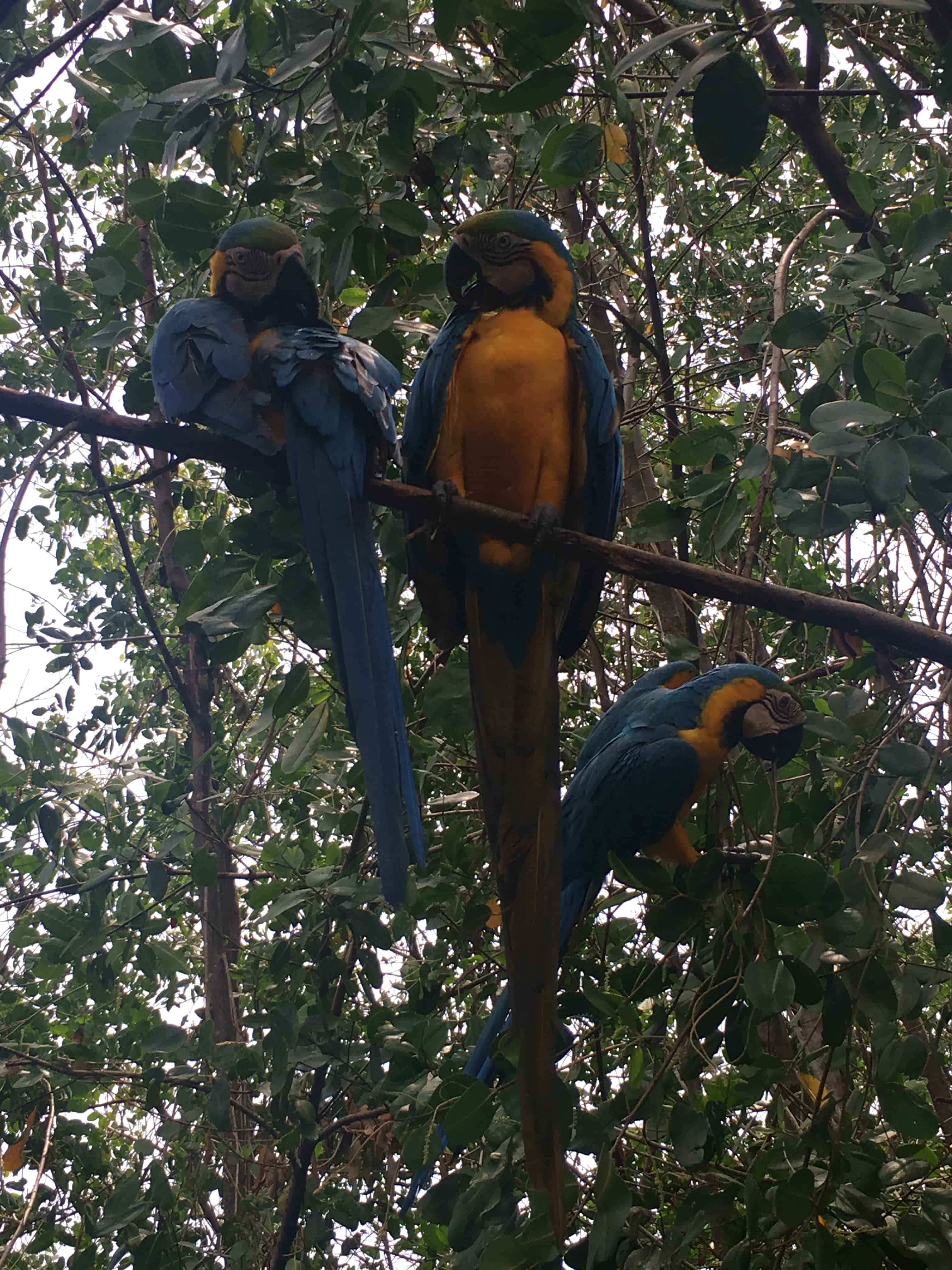 Parrots at the National Aviary in Colombia