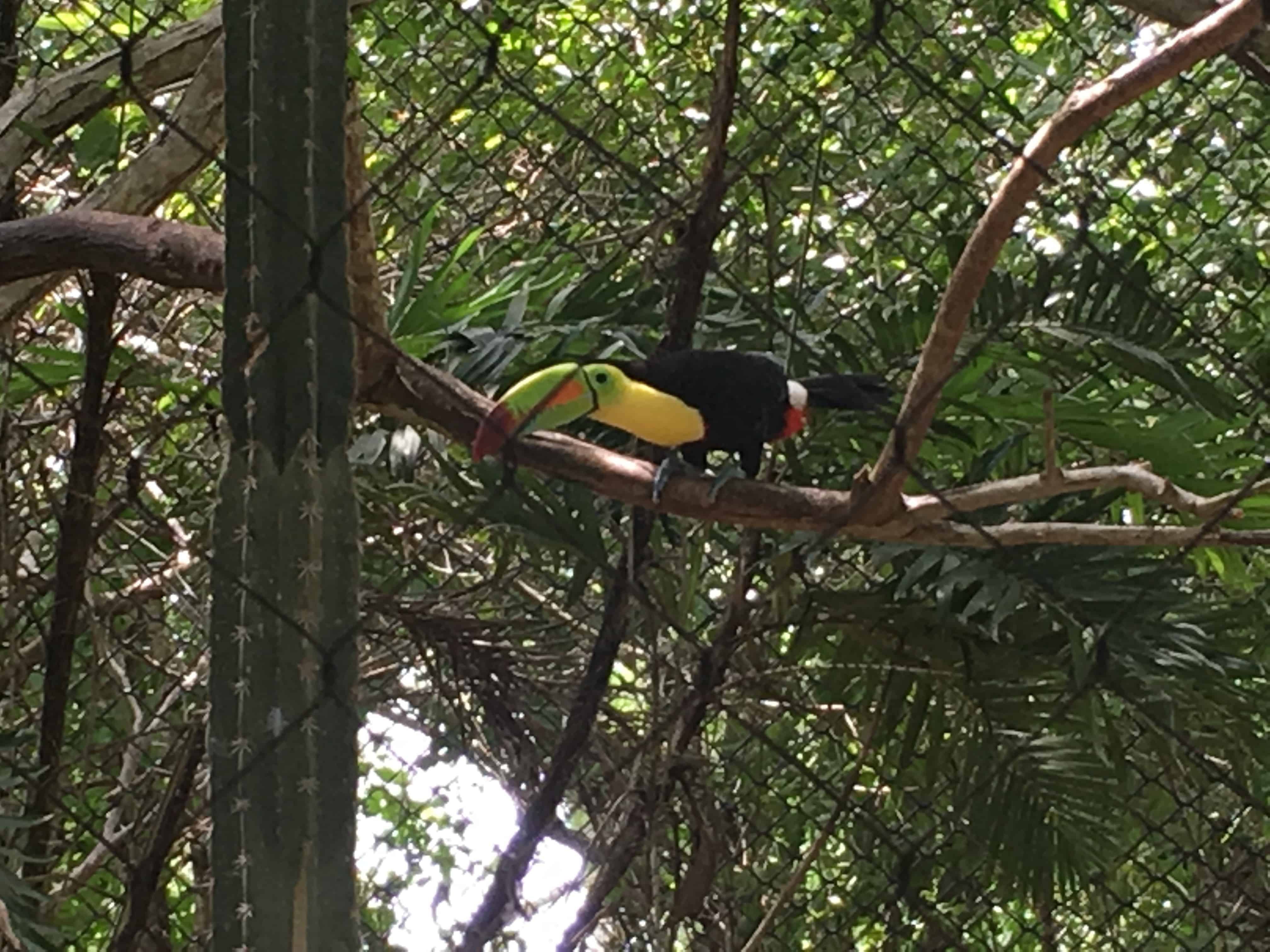 Toucan at the National Aviary in Colombia