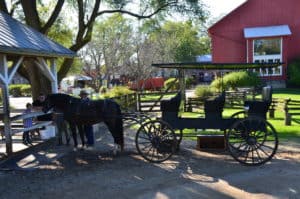 Horse and buggy ride at Amish Acres in Nappanee, Indiana