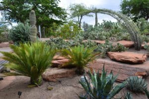 Ethel M Botanical Cactus Garden in Henderson, Nevada