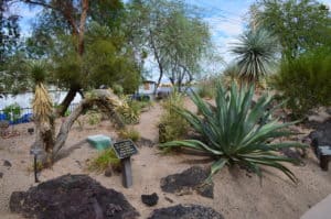 A walk through the cactus garden at the Ethel M Botanical Cactus Garden in Henderson, Nevada