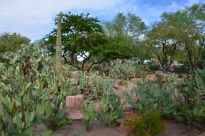 Ethel M Botanical Cactus Garden in Henderson, Nevada