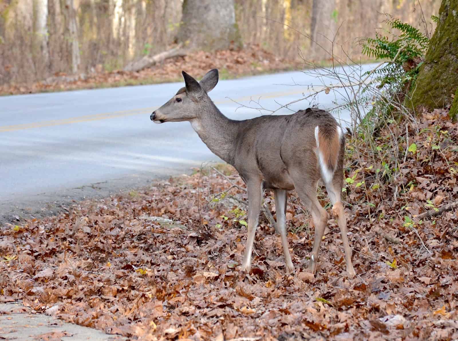 Deer at Mammoth Cave National Park in Kentucky