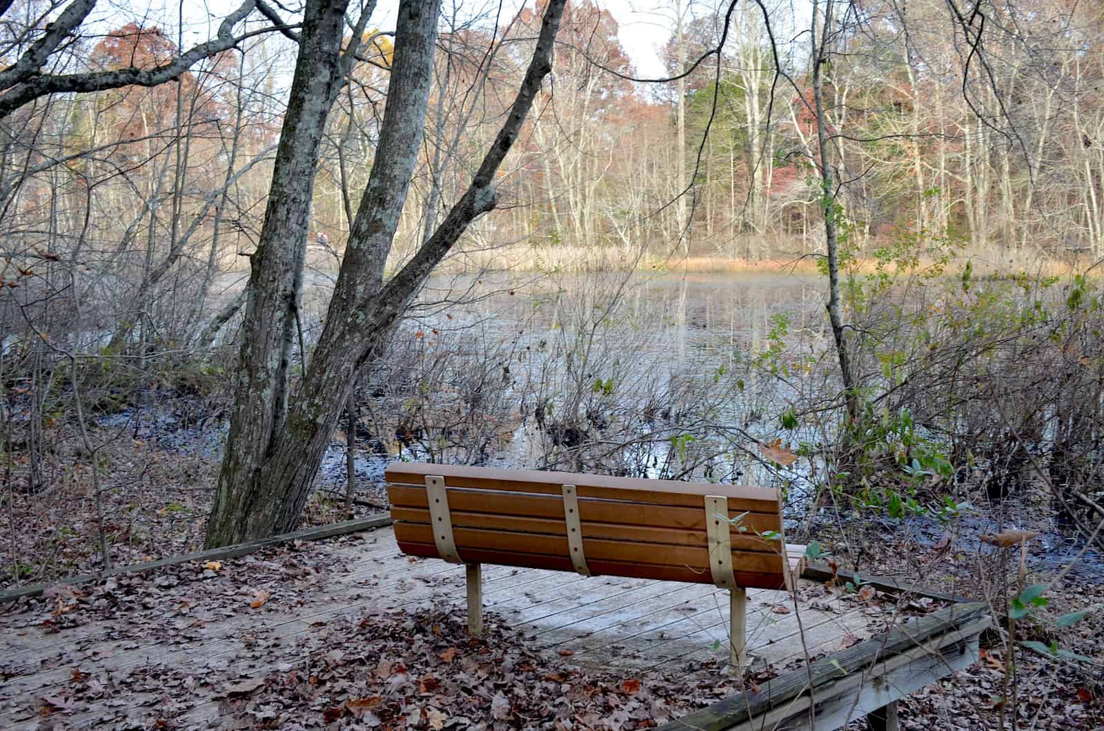 A bench along Sloans Crossing Pond Trail