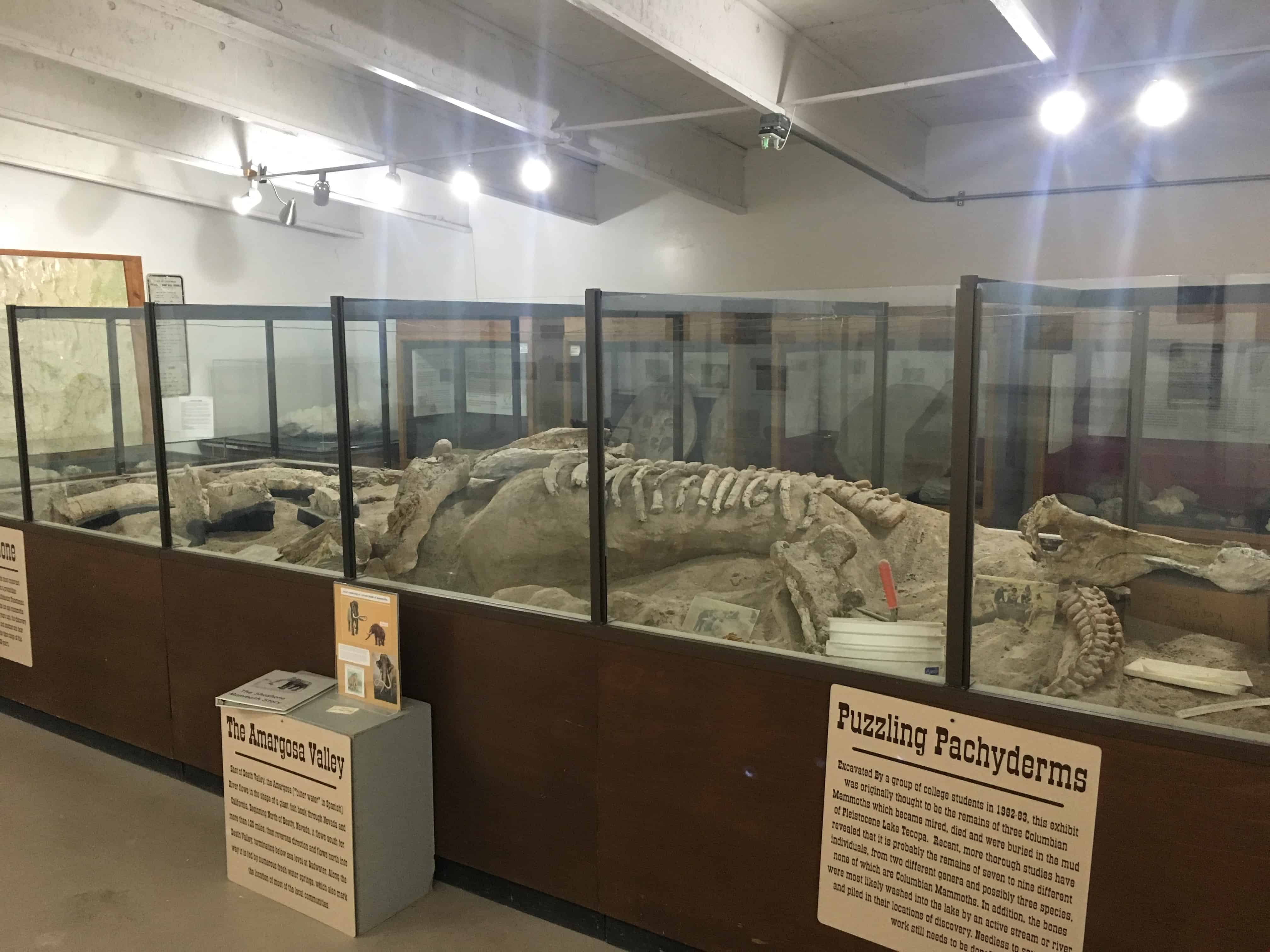 Mammoth bones at the Shoshone Museum in Shoshone, California