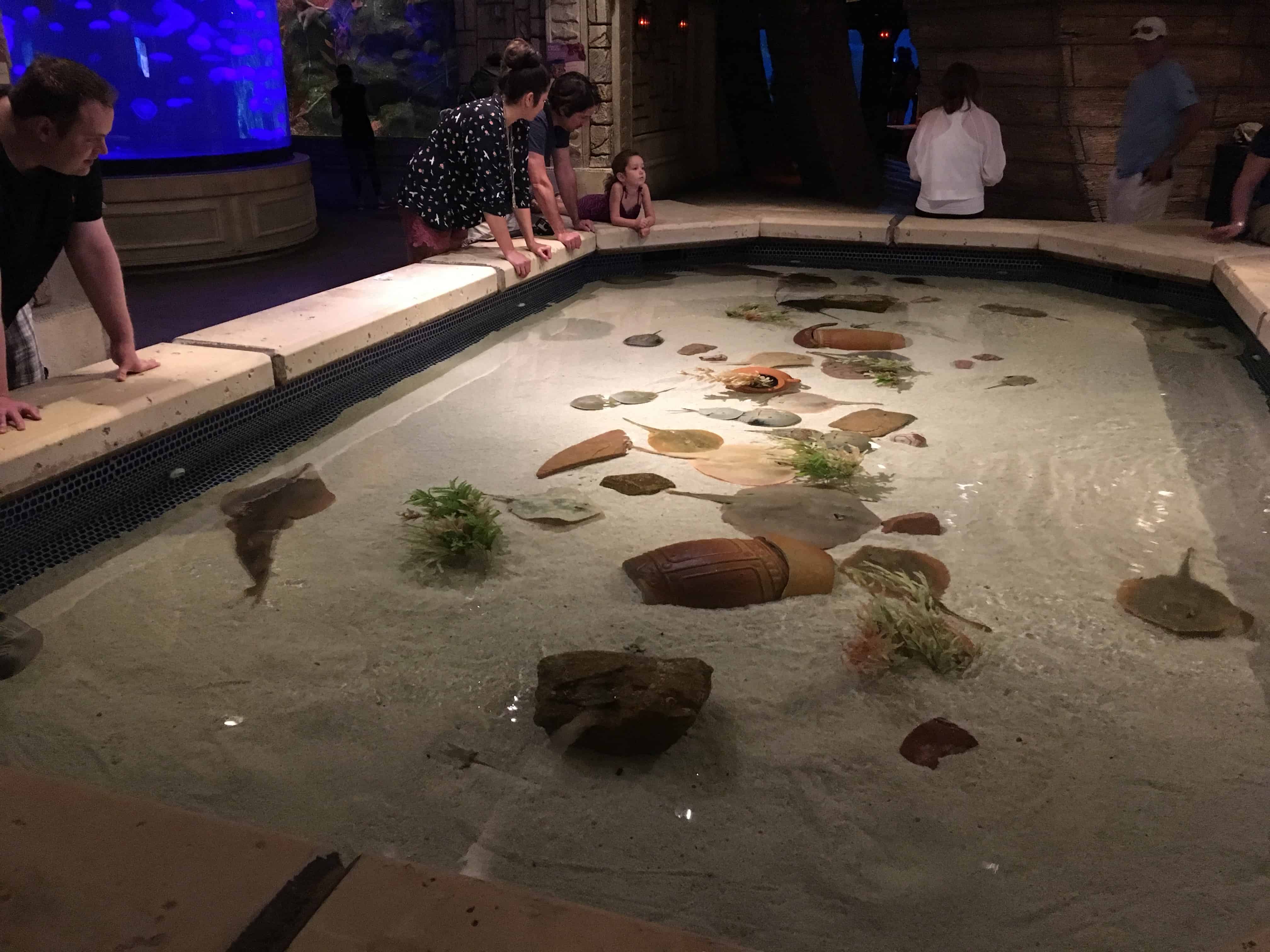 Petting tank at Shark Reef Aquarium at Mandalay Bay, Las Vegas, Nevada